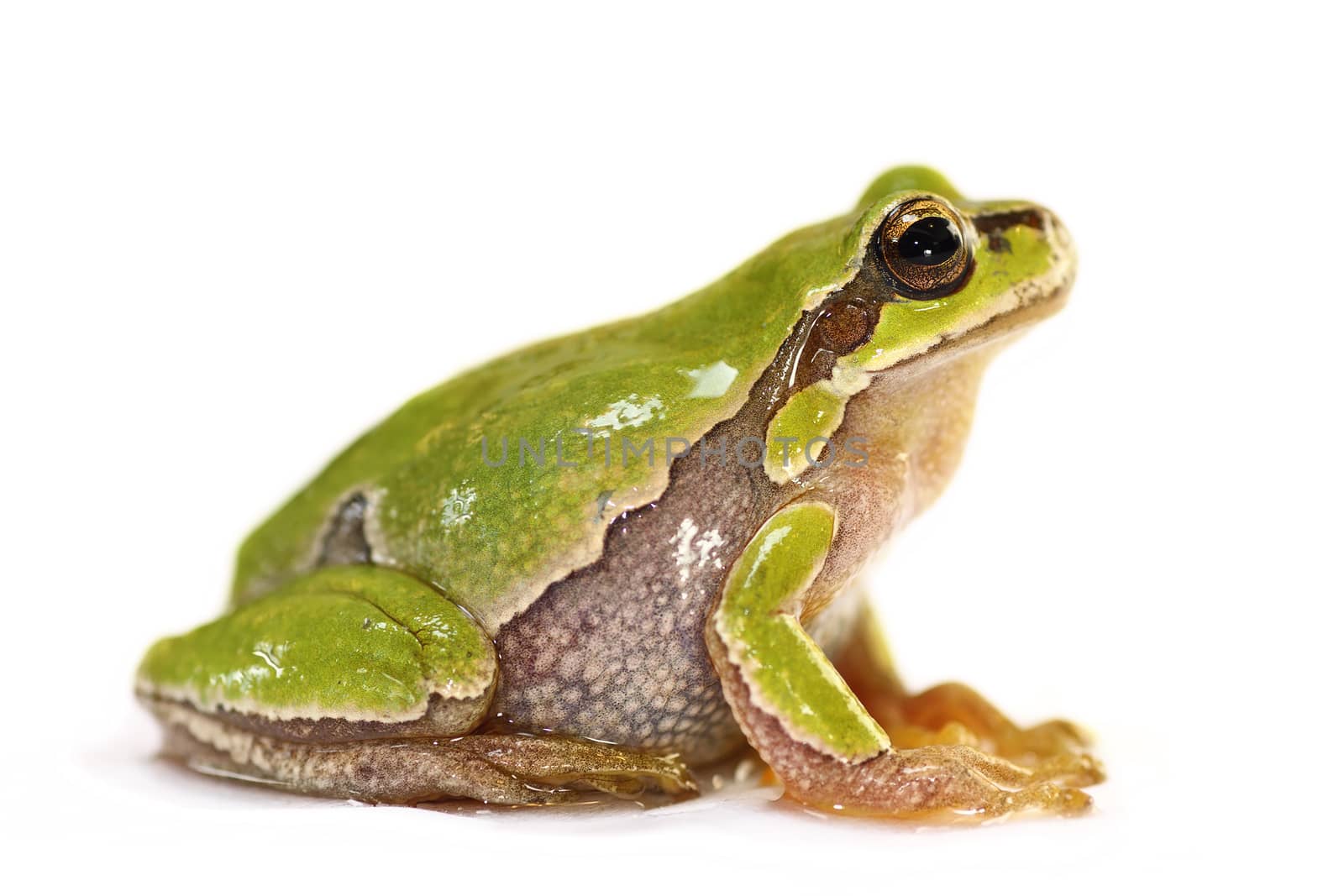 cute european tree frog over white background ( Hyla arborea )