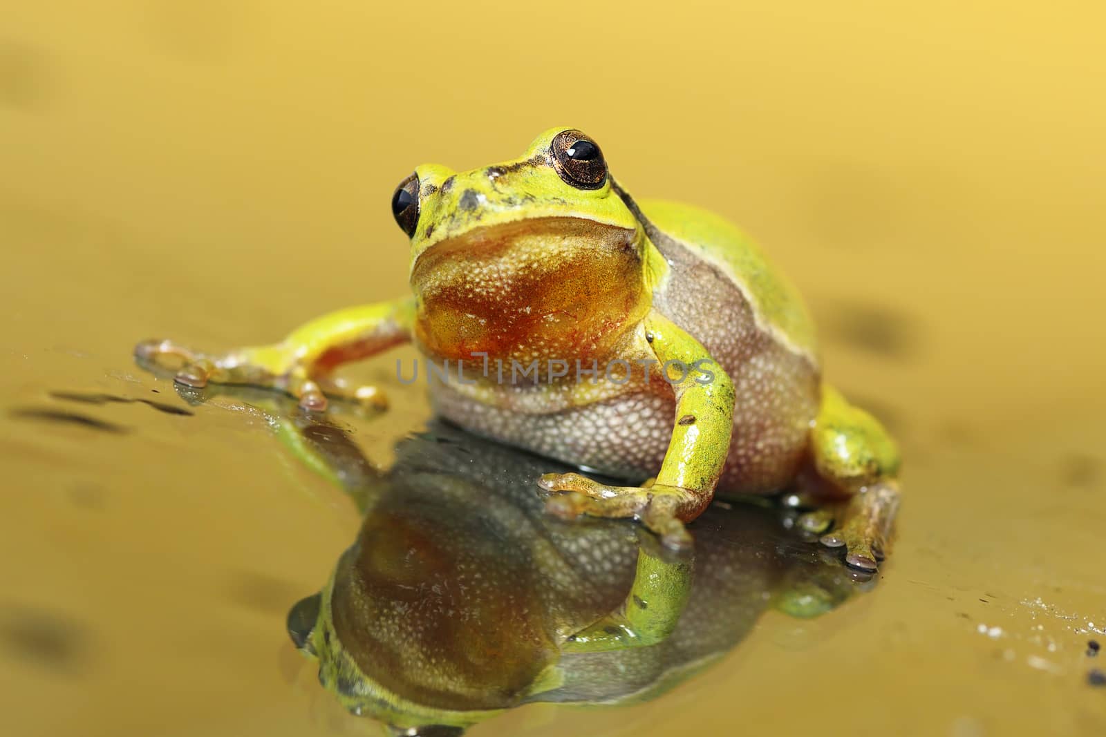 cute tree frog looking at the camera by taviphoto