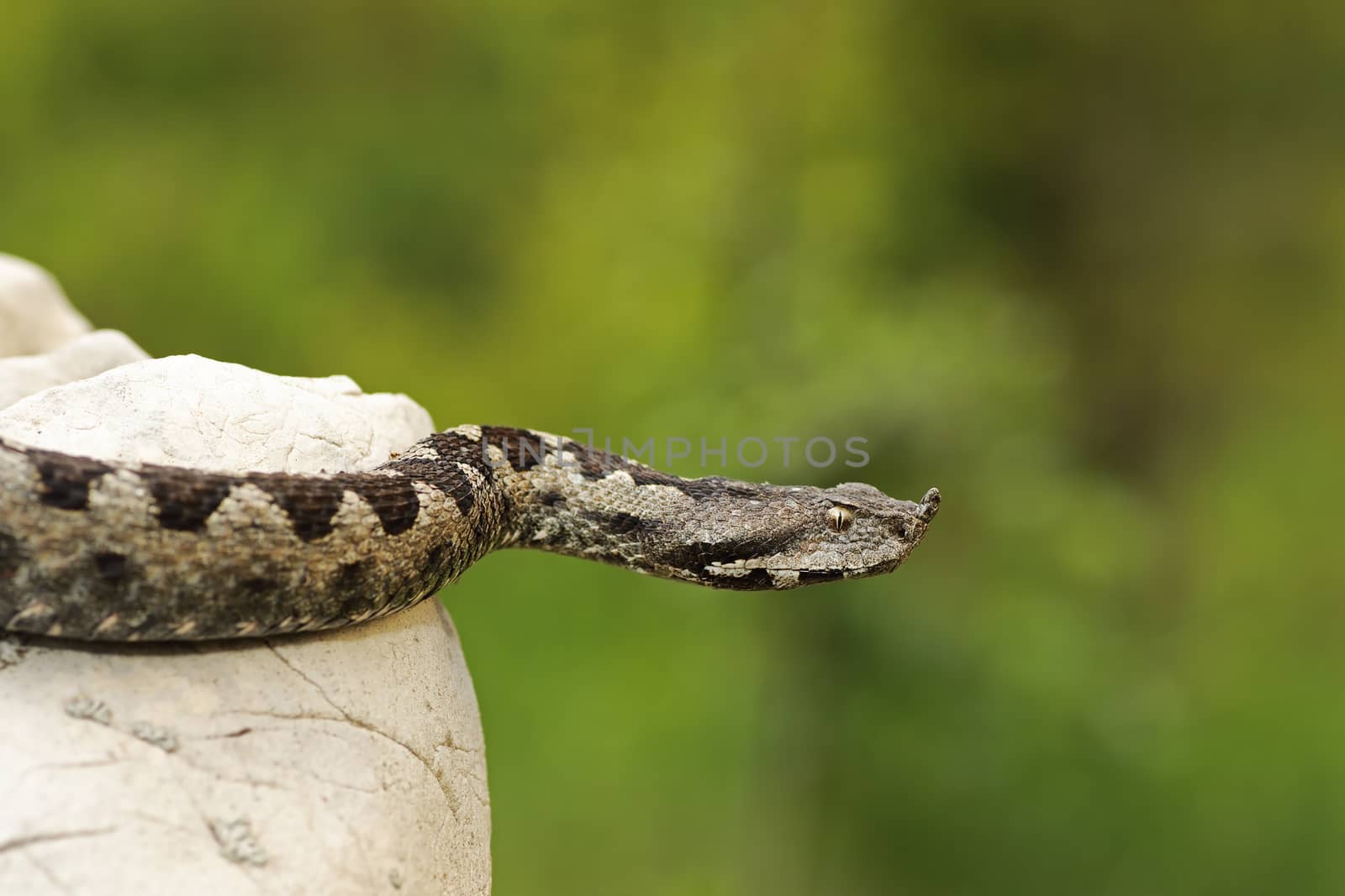 dangerous nose horned viper ( Vipera ammodytes, close up )