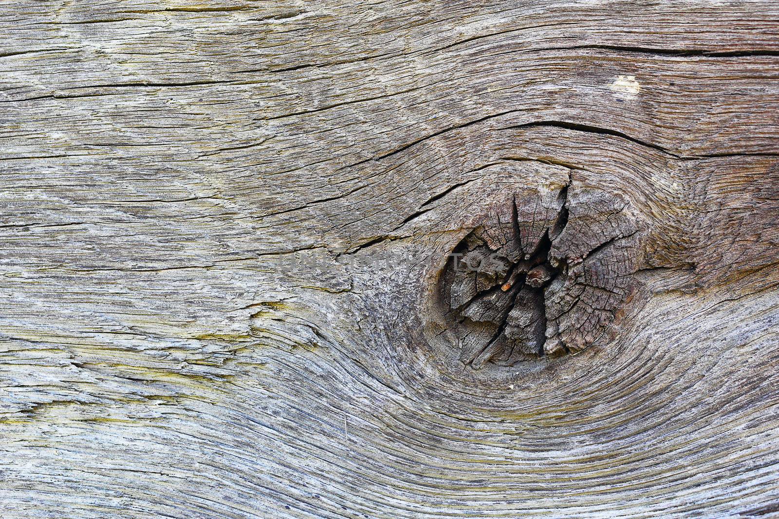detail of knot on oak plank by taviphoto