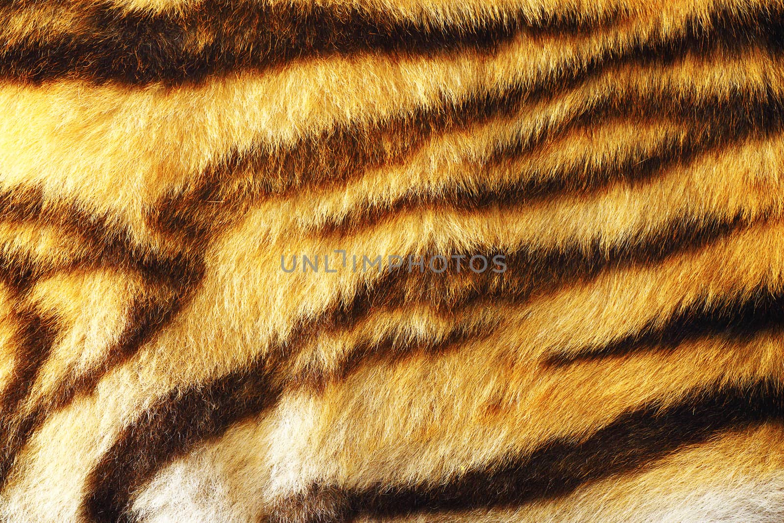 detail of colorful tiger fur by taviphoto