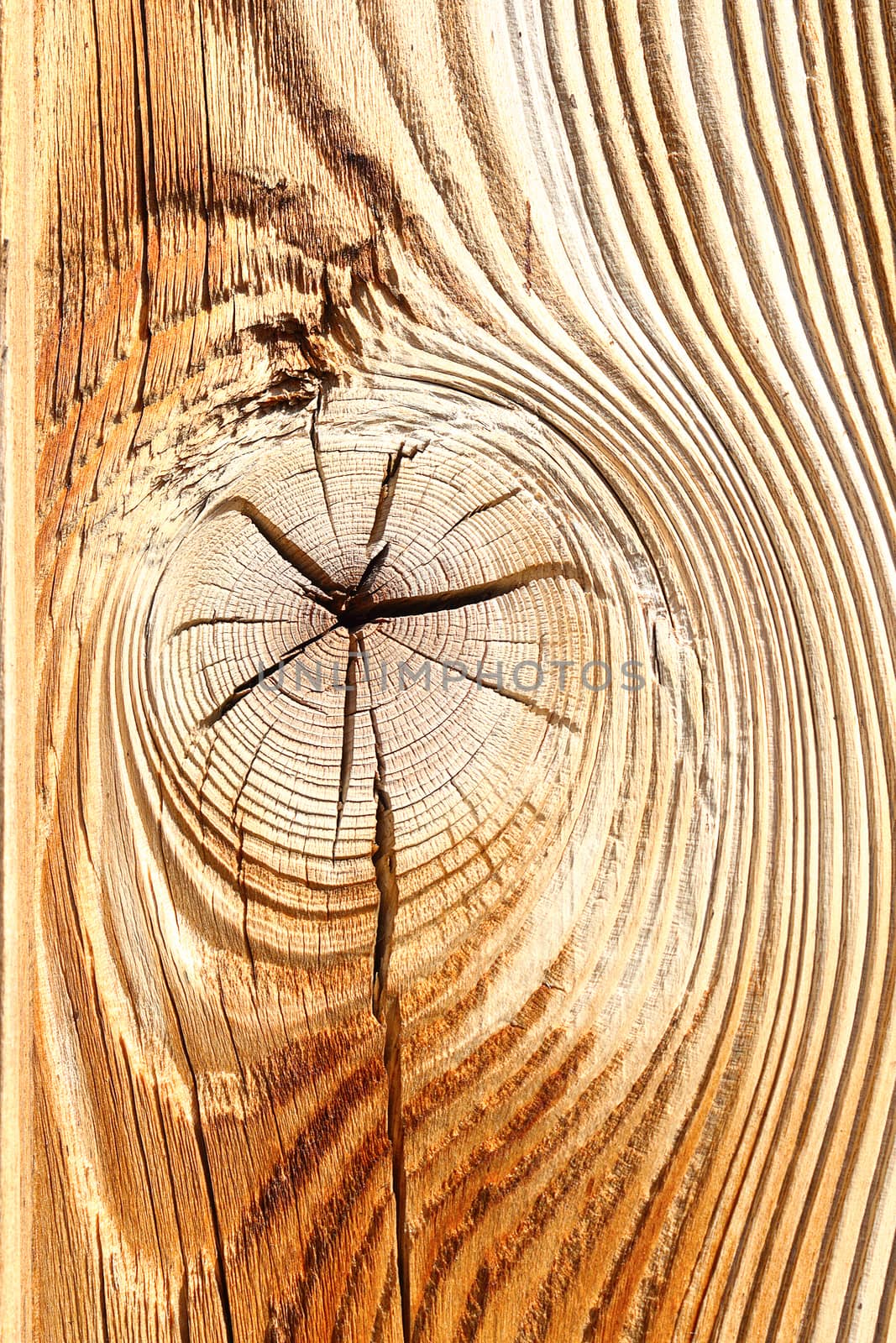detail of wooden knot on spruce plank, texture for your design