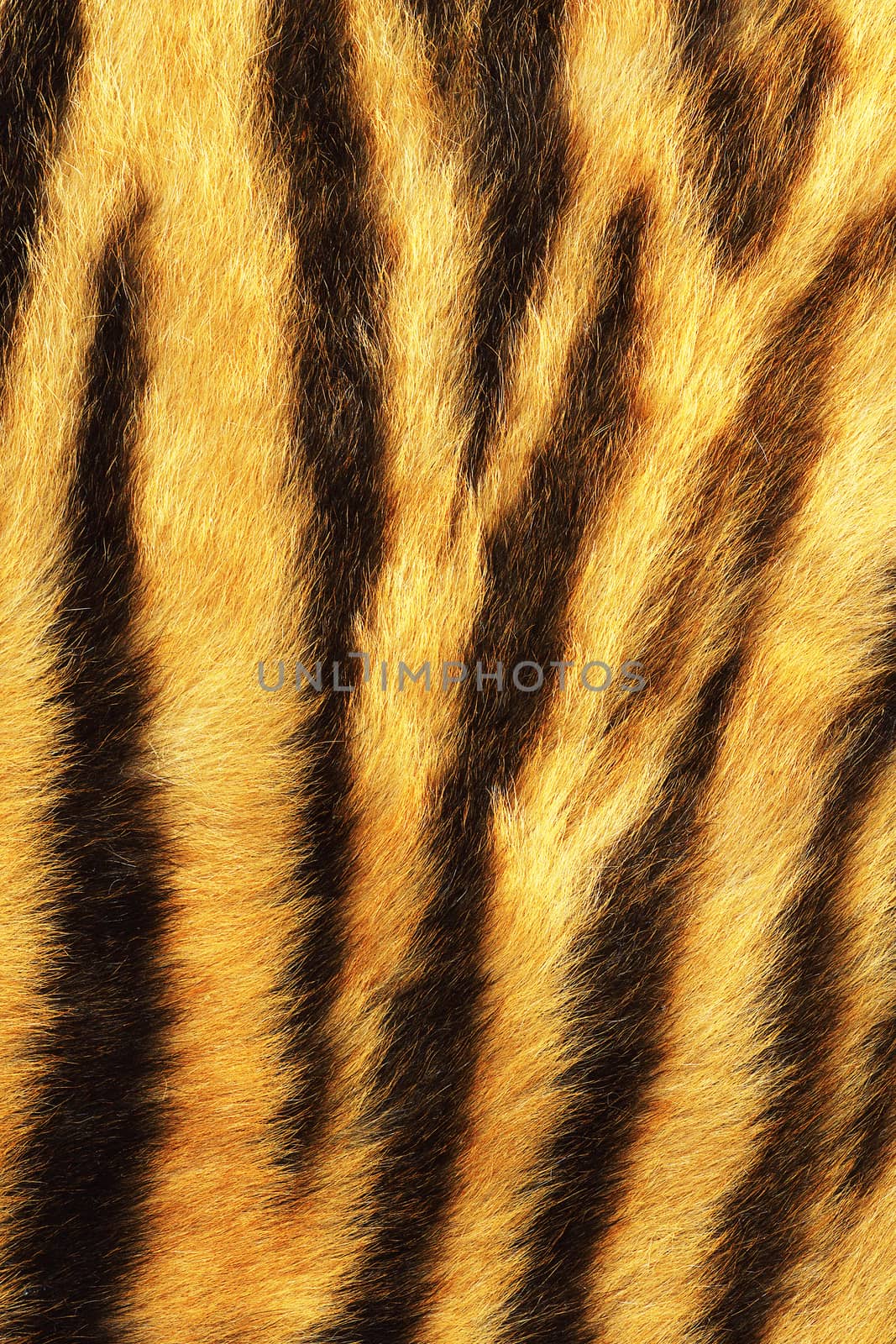detailed tiger stripes fur, real animal pelt