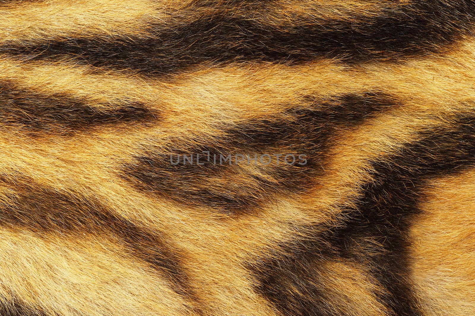 detailed tiger fur by taviphoto