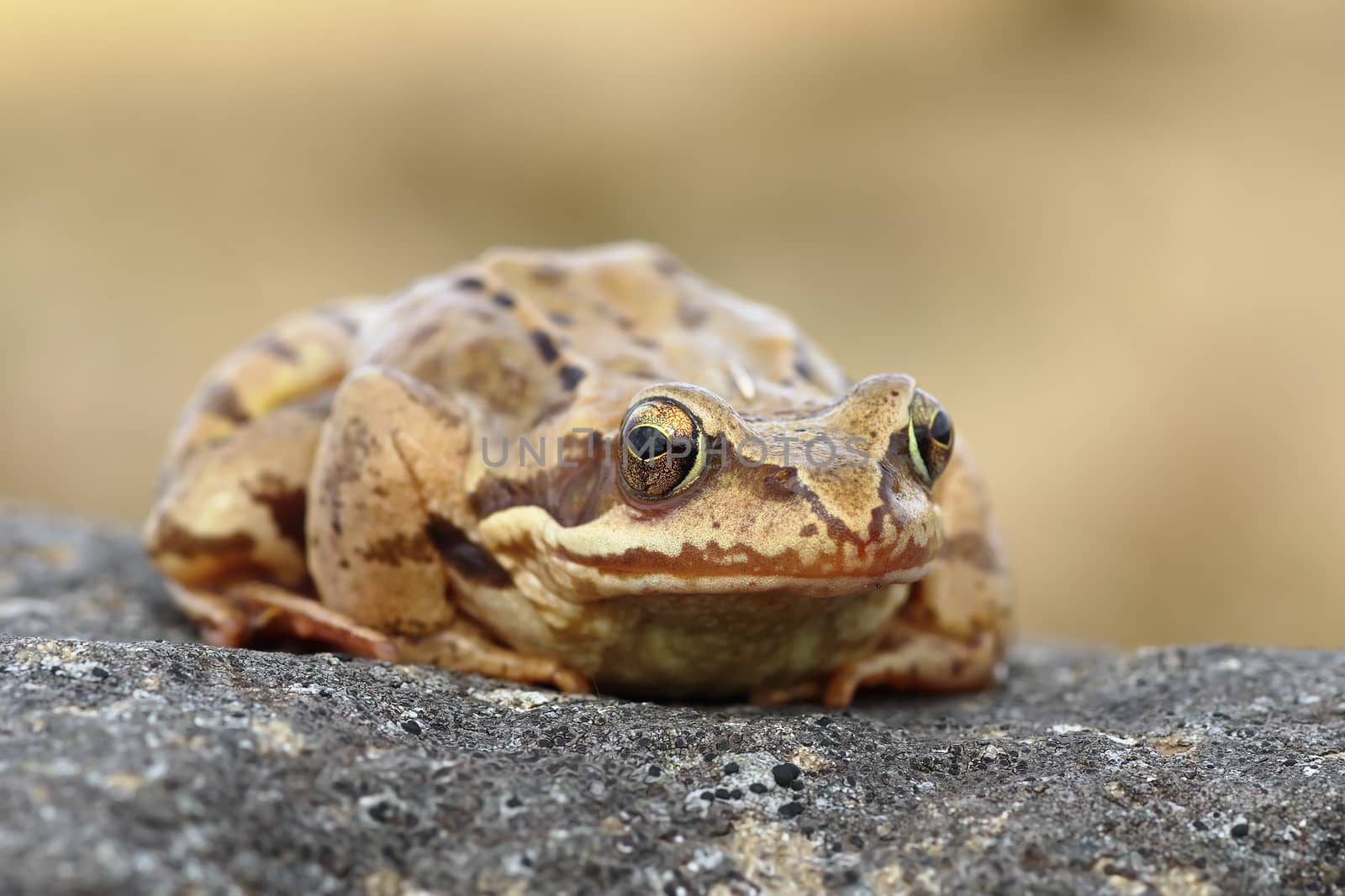 european common frog closeup by taviphoto