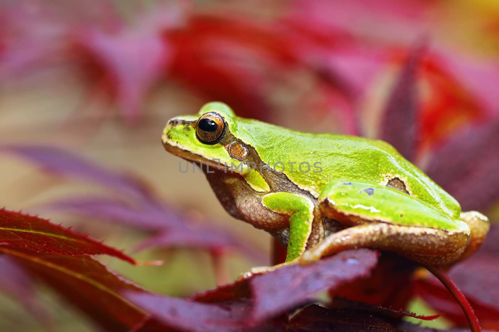 european green tree frog on leafs by taviphoto
