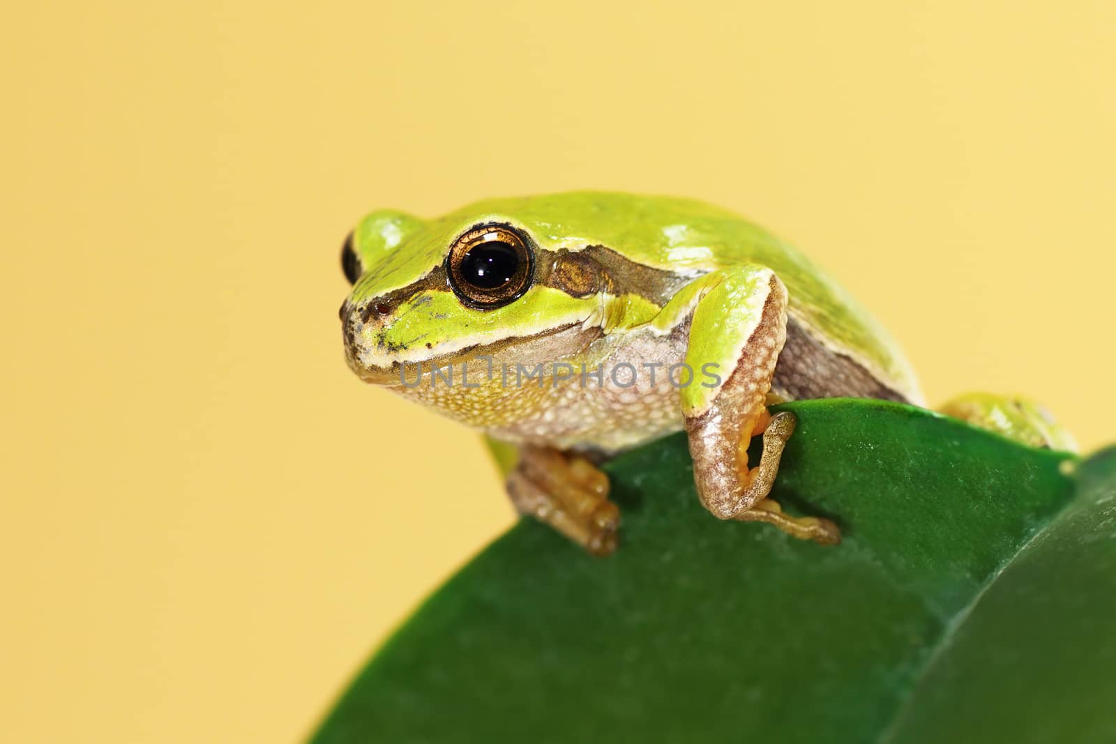 european tree frog on a leaf by taviphoto