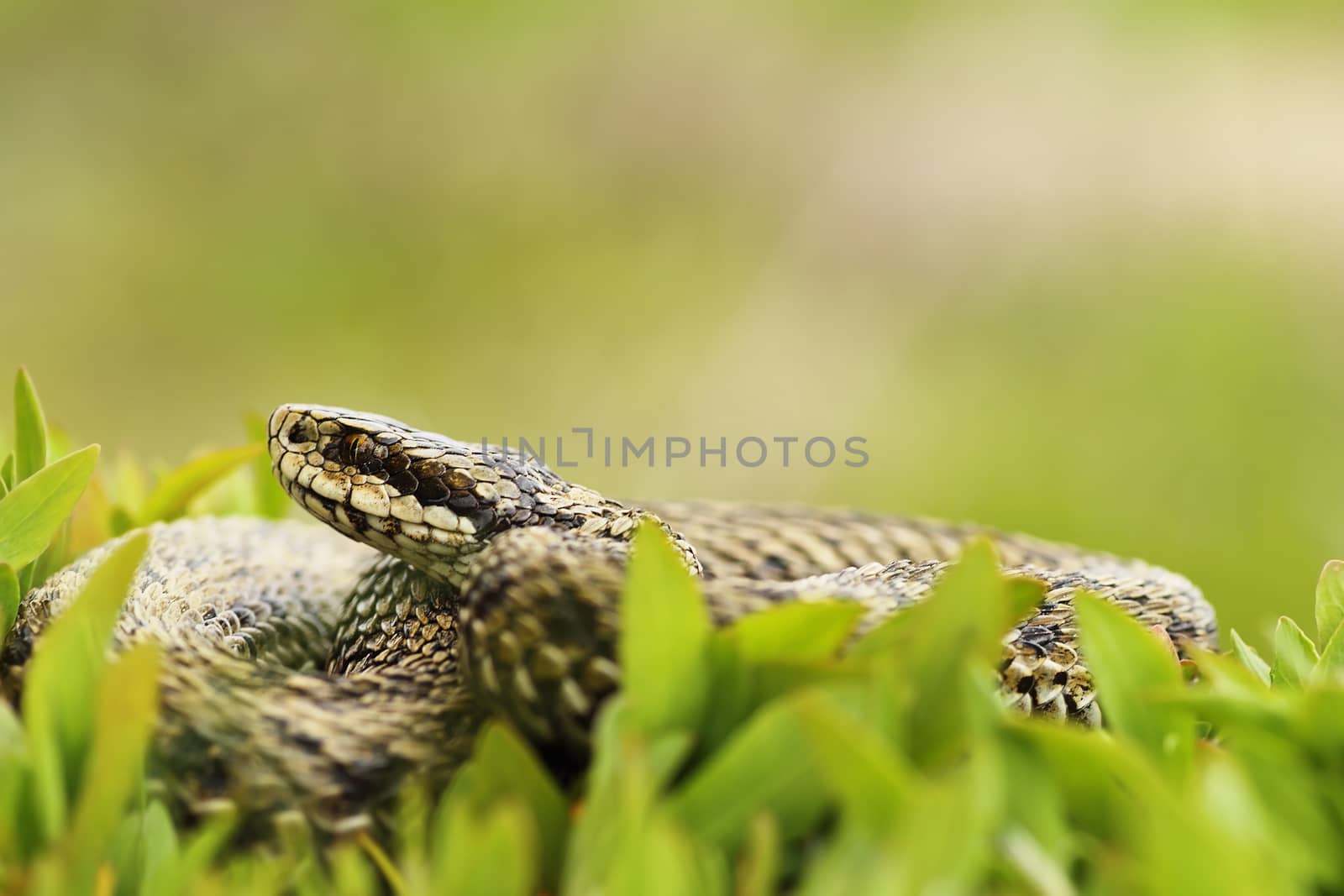 female meadow adder, hiding in grass by taviphoto