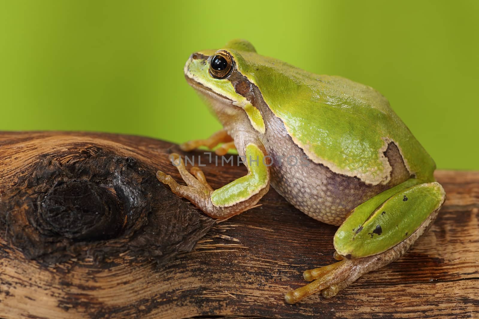 female tree frog by taviphoto