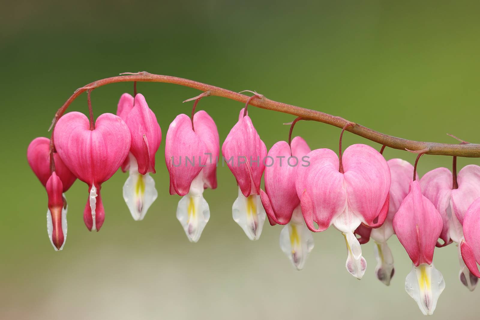 fukuhara bleeding heart flowers over green out of focus background ( Dicentra spectabilis syn. Lamprocapnos spectabilis )