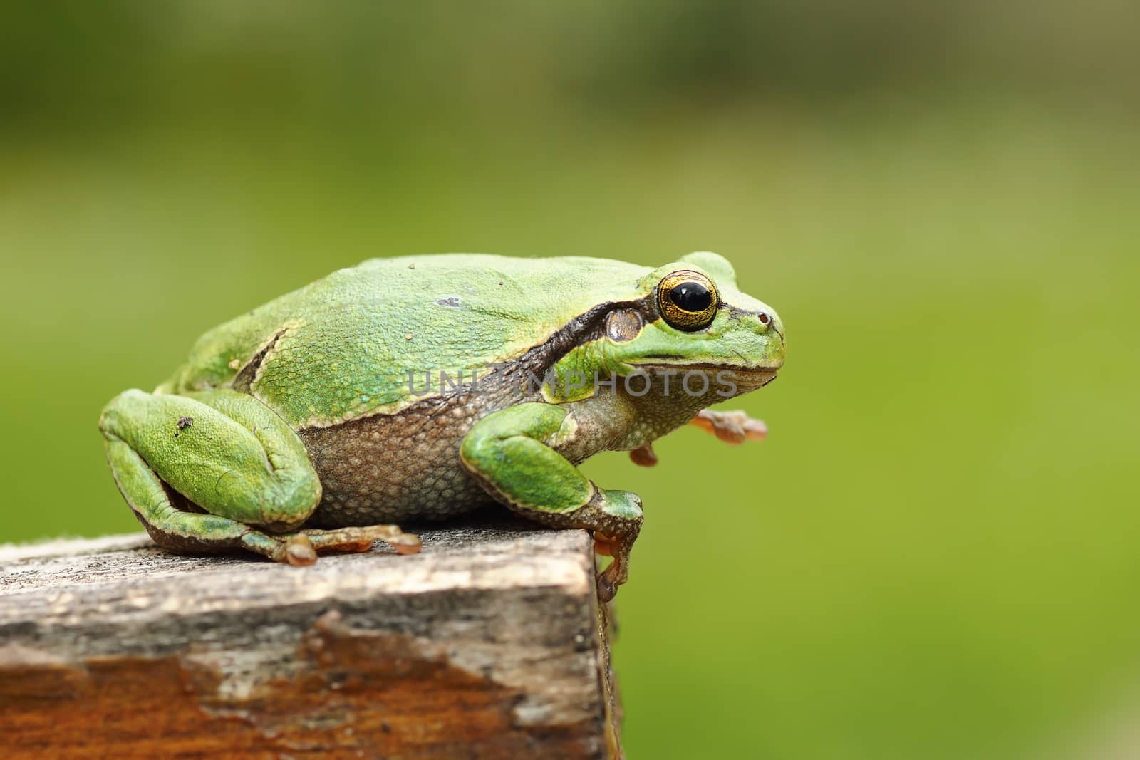 gorgeous european tree frog standing on wood stump, green out of focus background ( Hyla arborea )
