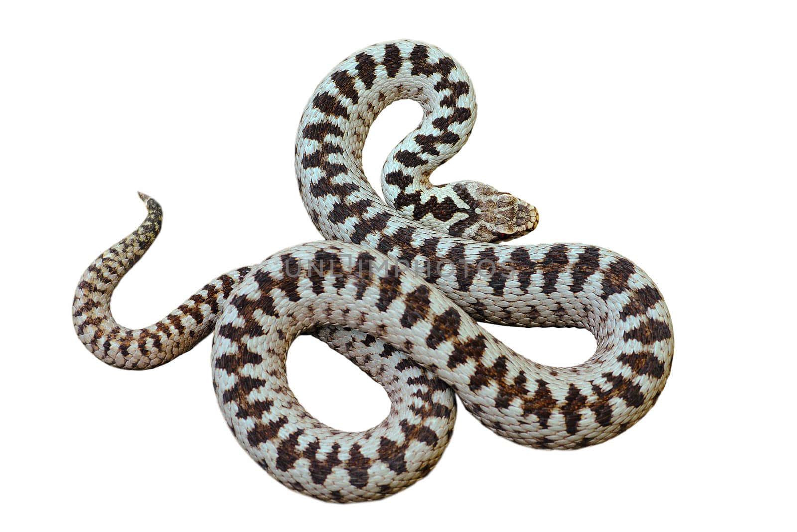 beautiful european common crossed viper ( Vipera berus, male ) isolated over white background for your design