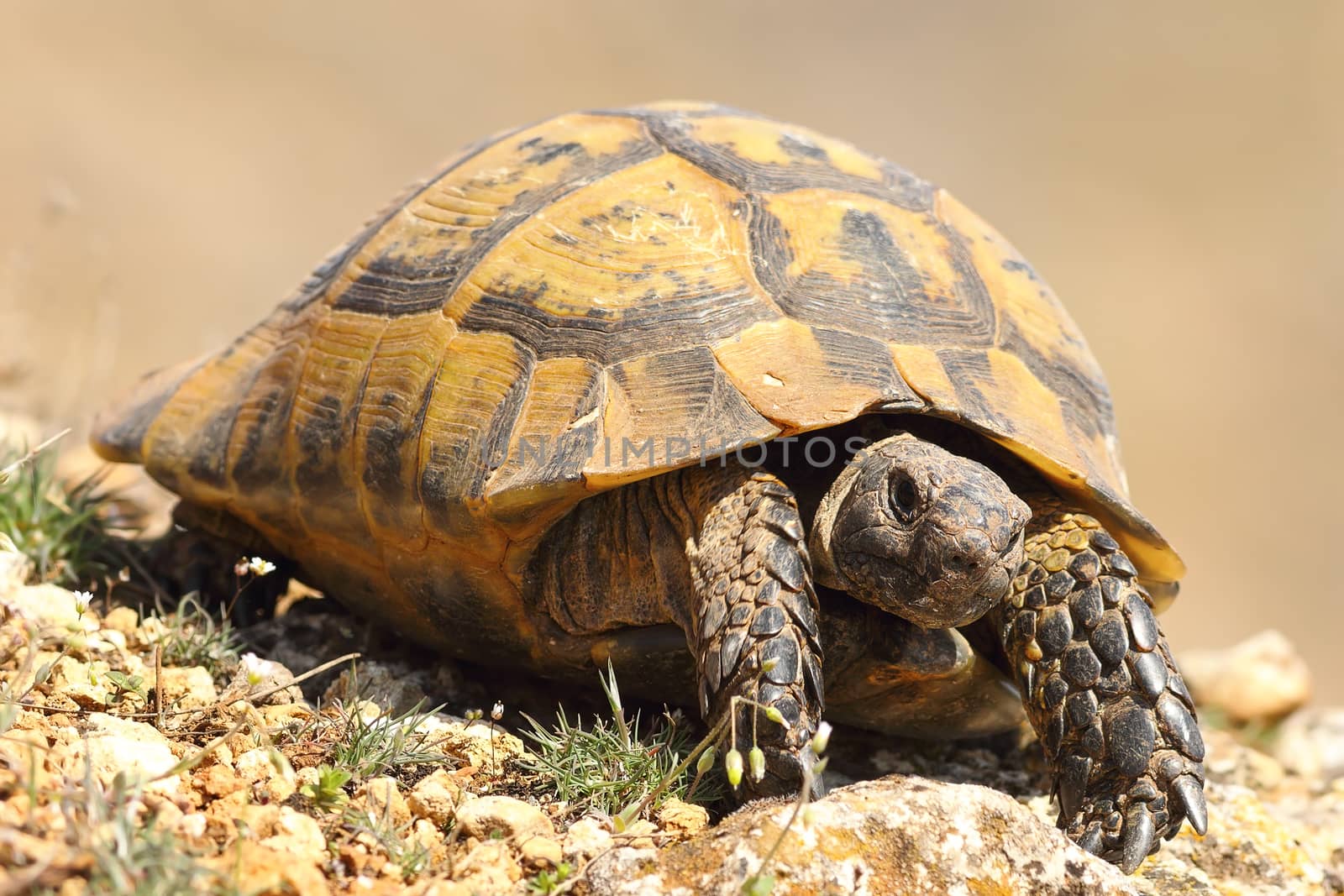 greek turtoise walking on natural habitat ( Testudo graeca )