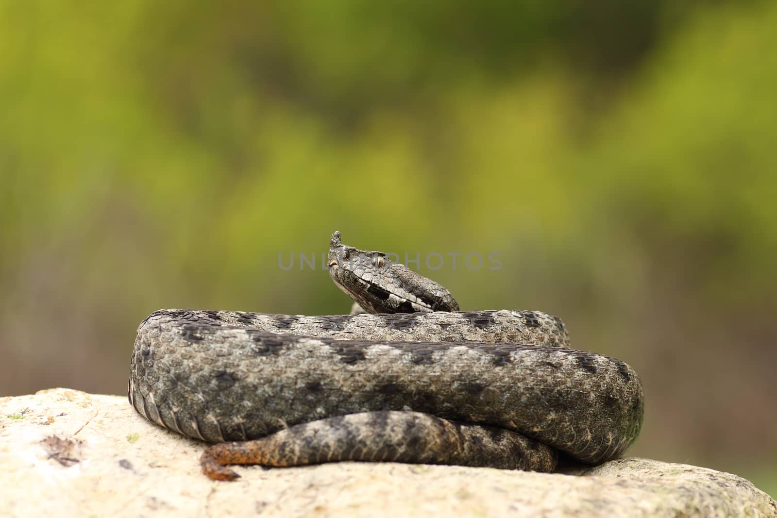 large dangerous nose horned viper basking on a rock by taviphoto