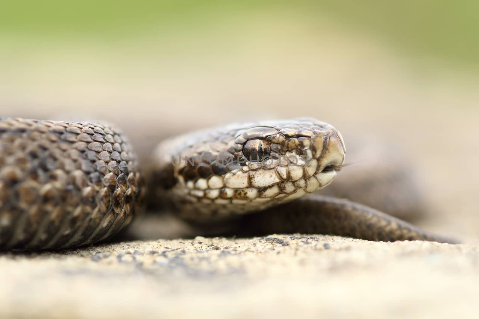 juvenile beautiful meadow viper ( The rarest reptile in Europe, Vipera ursinii rakosiensis )