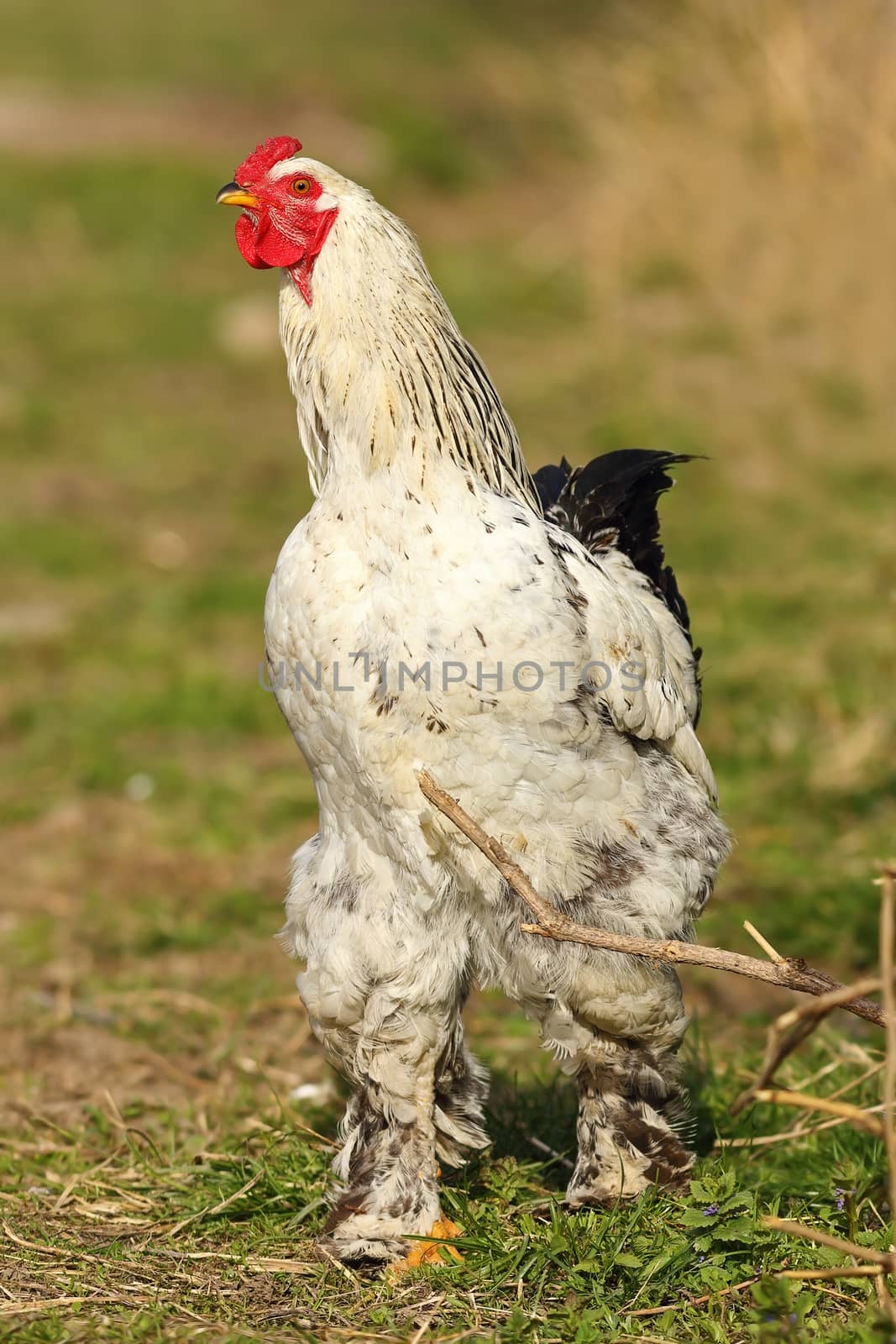 large rooster walking on meadow near the bio farm