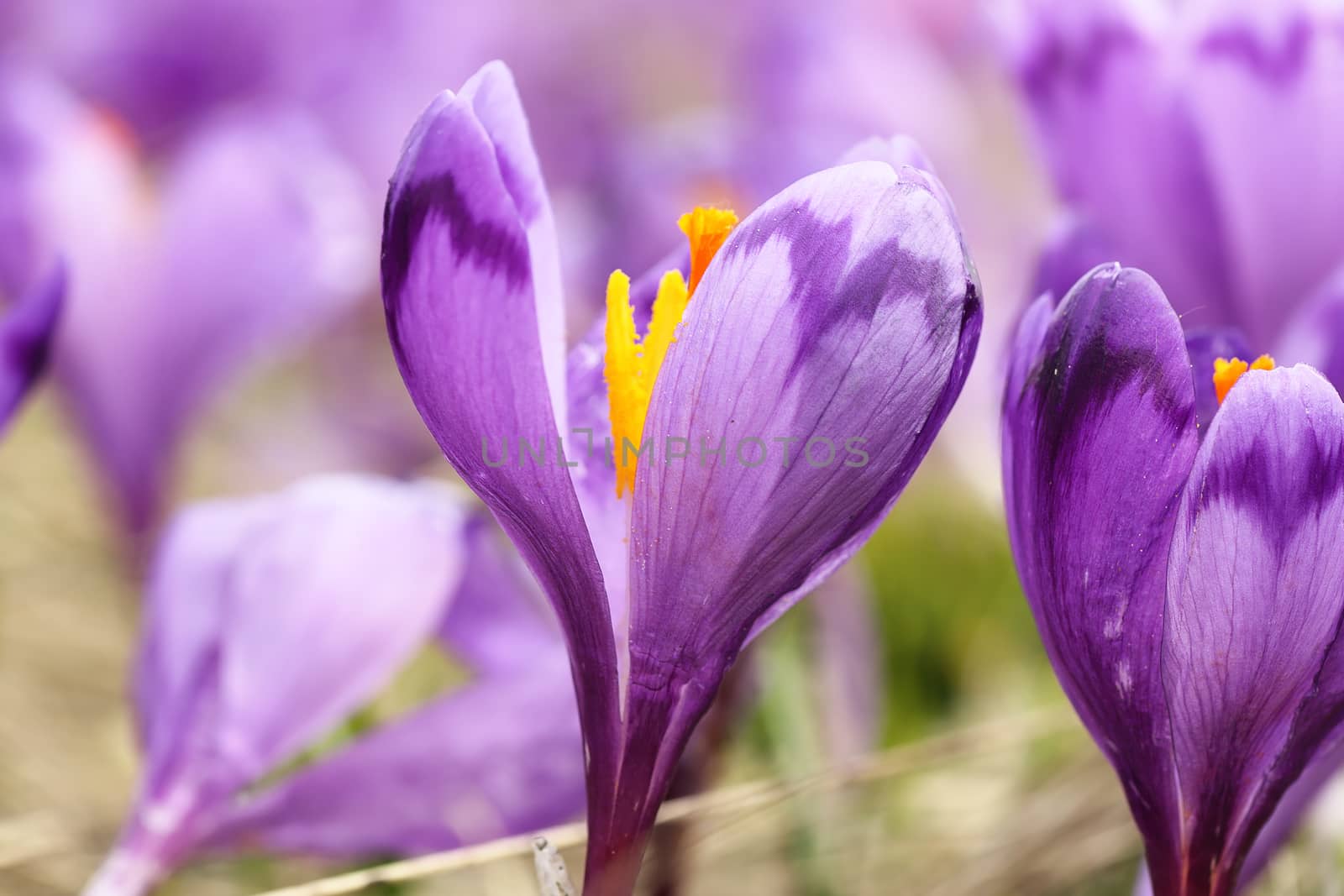macro image of spring wild saffron flower ( Crocus sativus )