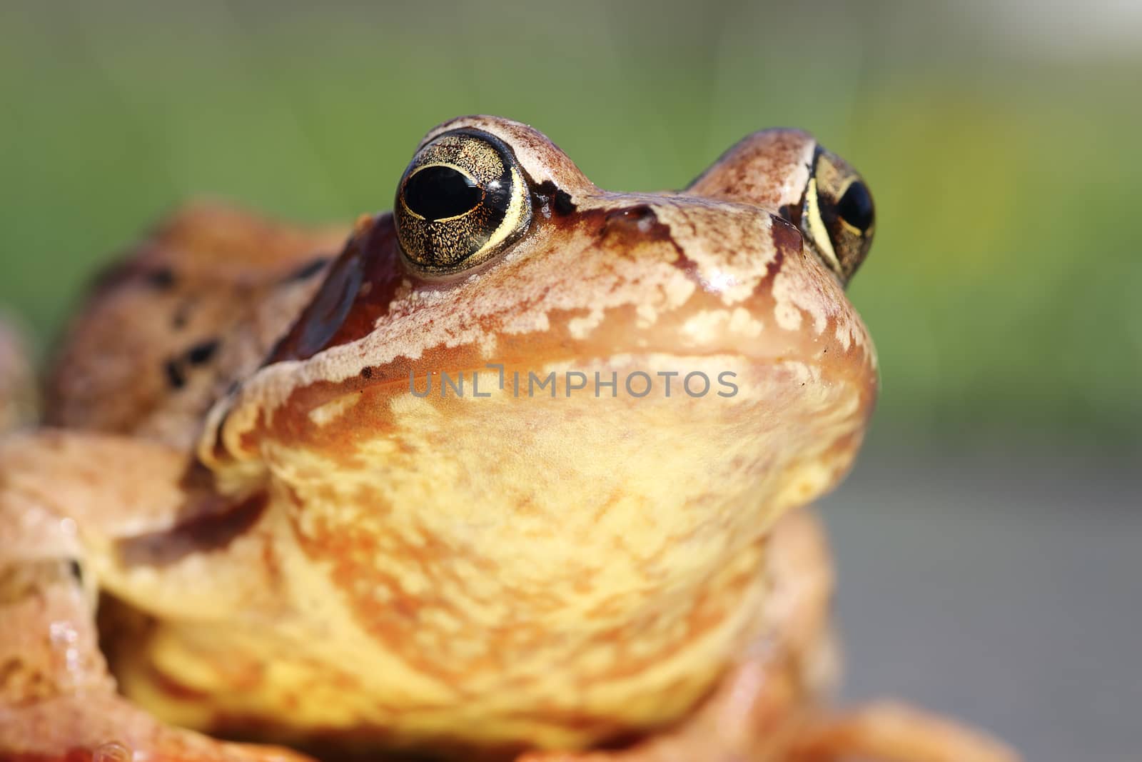macro portrait of common frog  by taviphoto