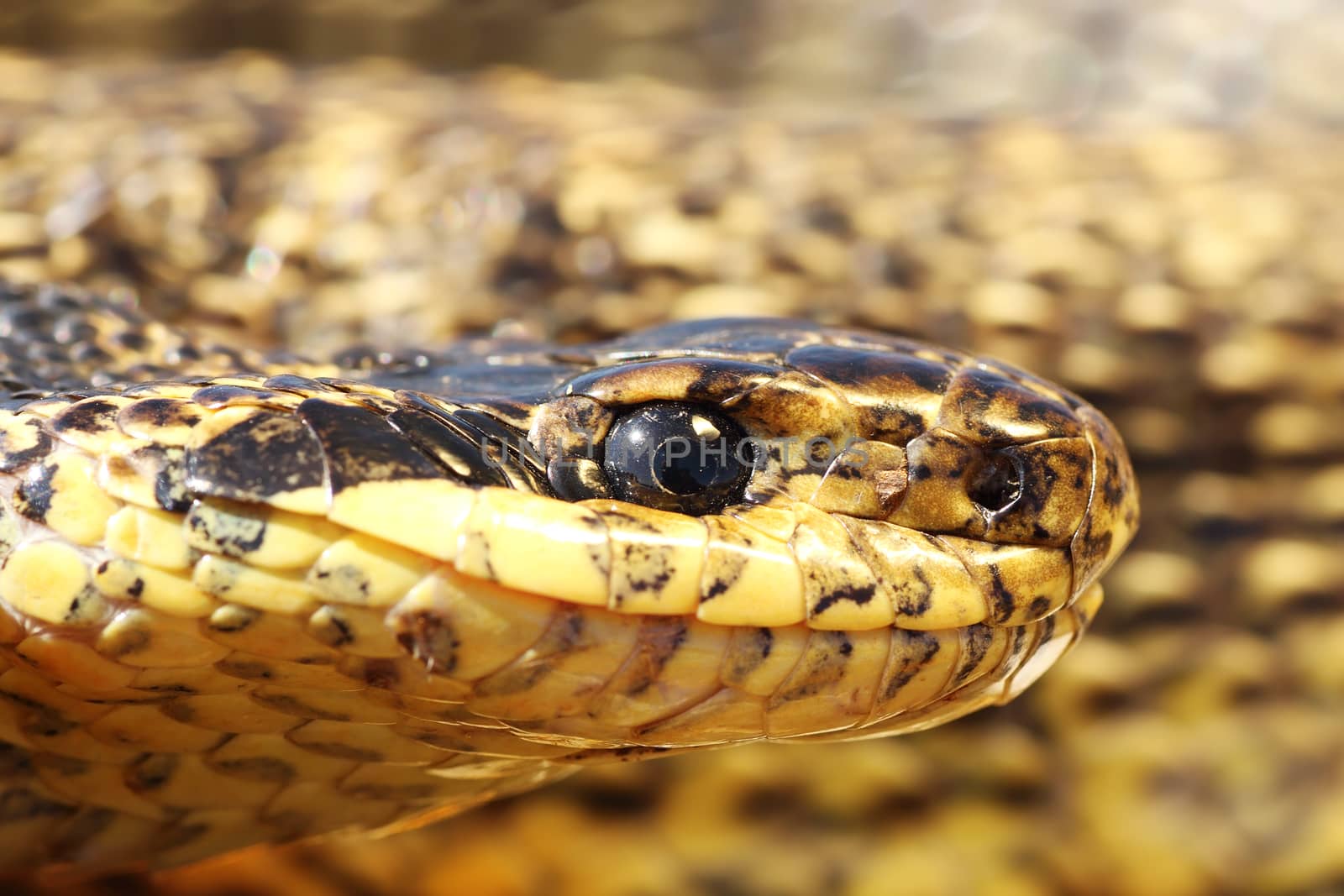 macro portrait of a beautiful large european reptile, the blotched snake (  Elaphe sauromates )