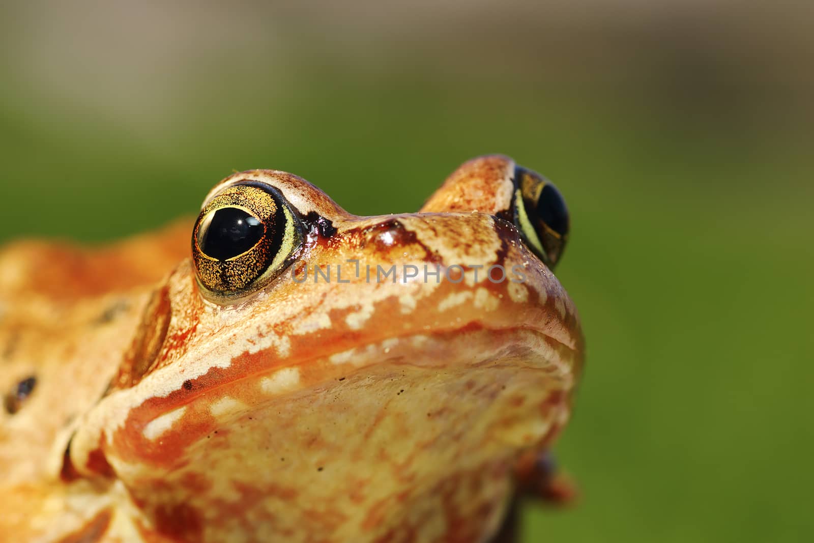macro portrait of european common frog by taviphoto