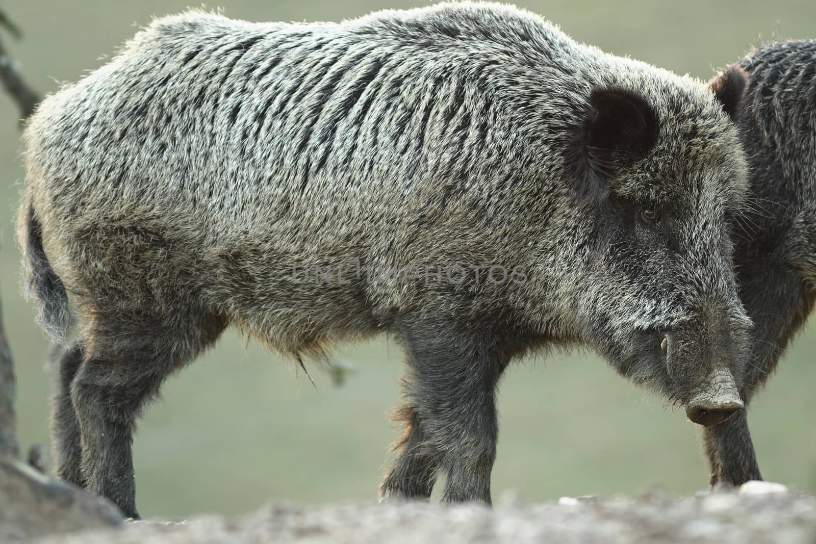 large wild boar at dawn ( Sus scrofa, curious animal looking towards the camera )