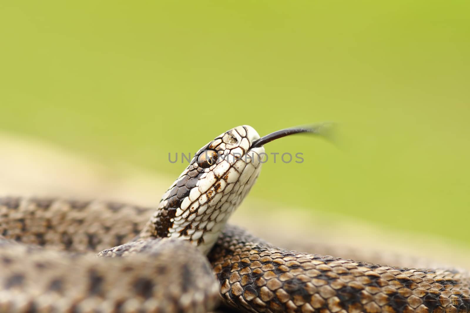 meadow adder macro image by taviphoto