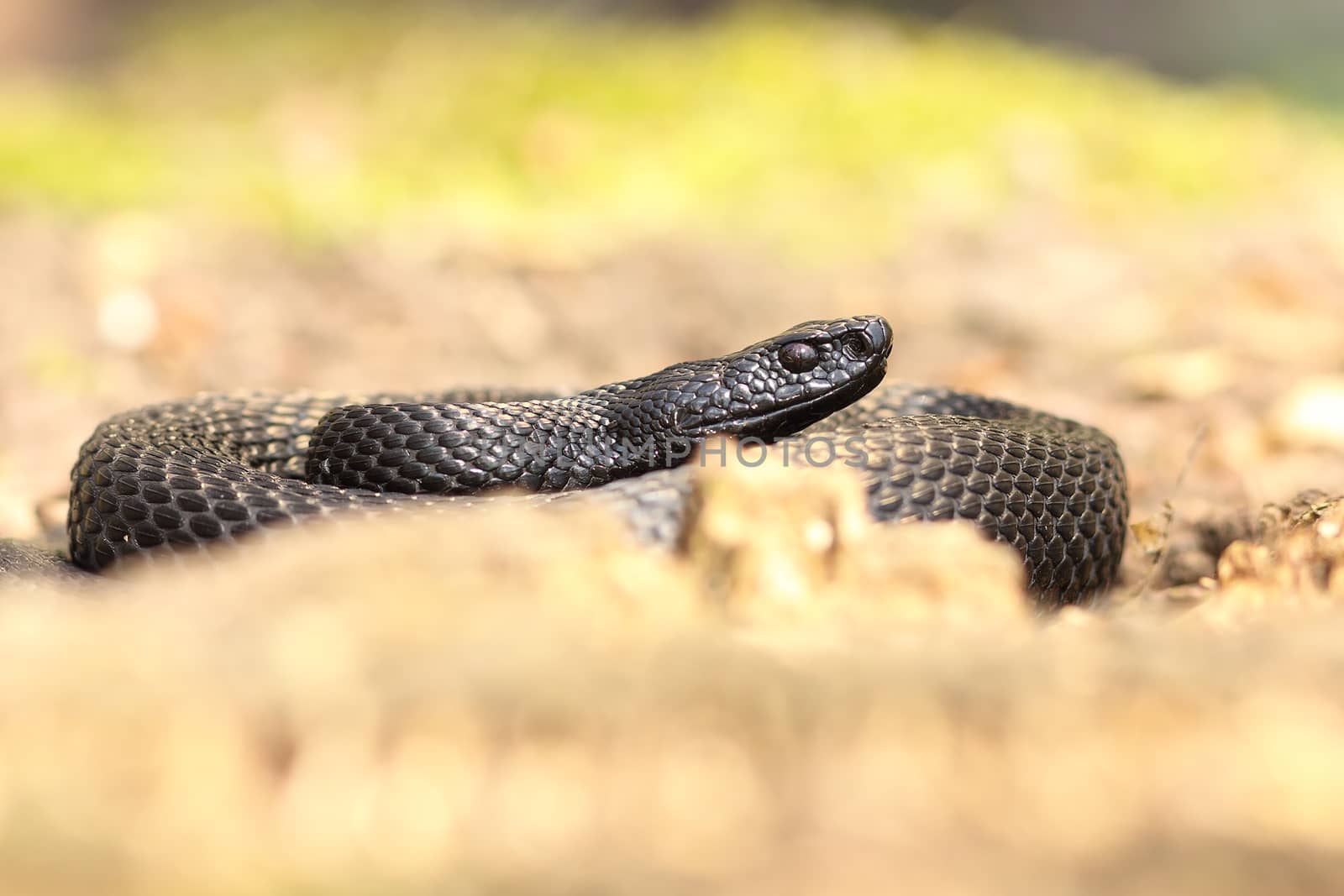 nikolskii viper basking on forest ground by taviphoto