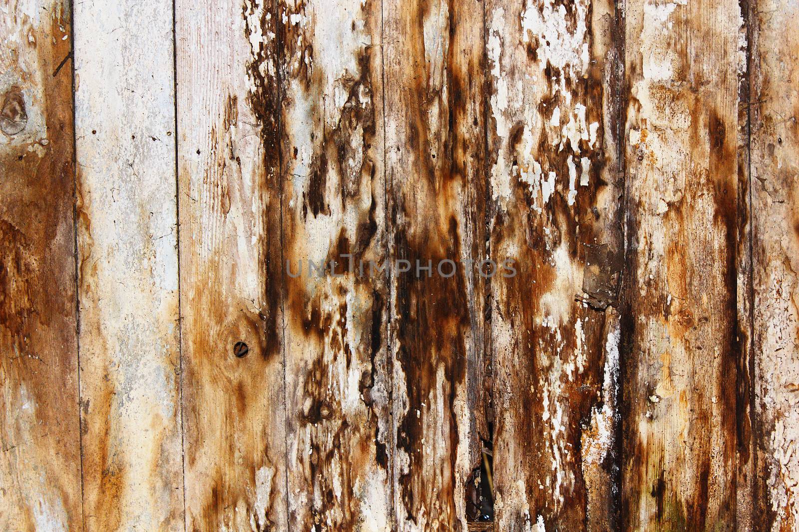 mold and fungus on damp spruce planks by taviphoto