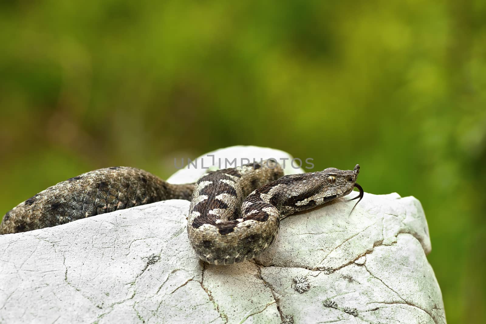 nose horned viper basking on a rock in natural habitat by taviphoto