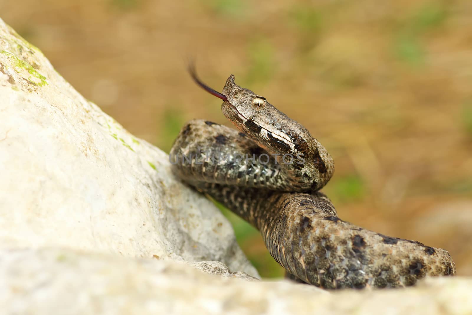 nose horned viper on stone by taviphoto