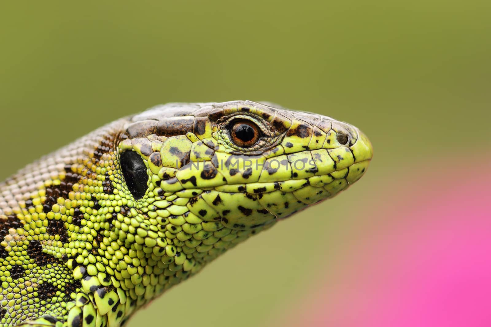 portrait of beautiful male sand lizard by taviphoto