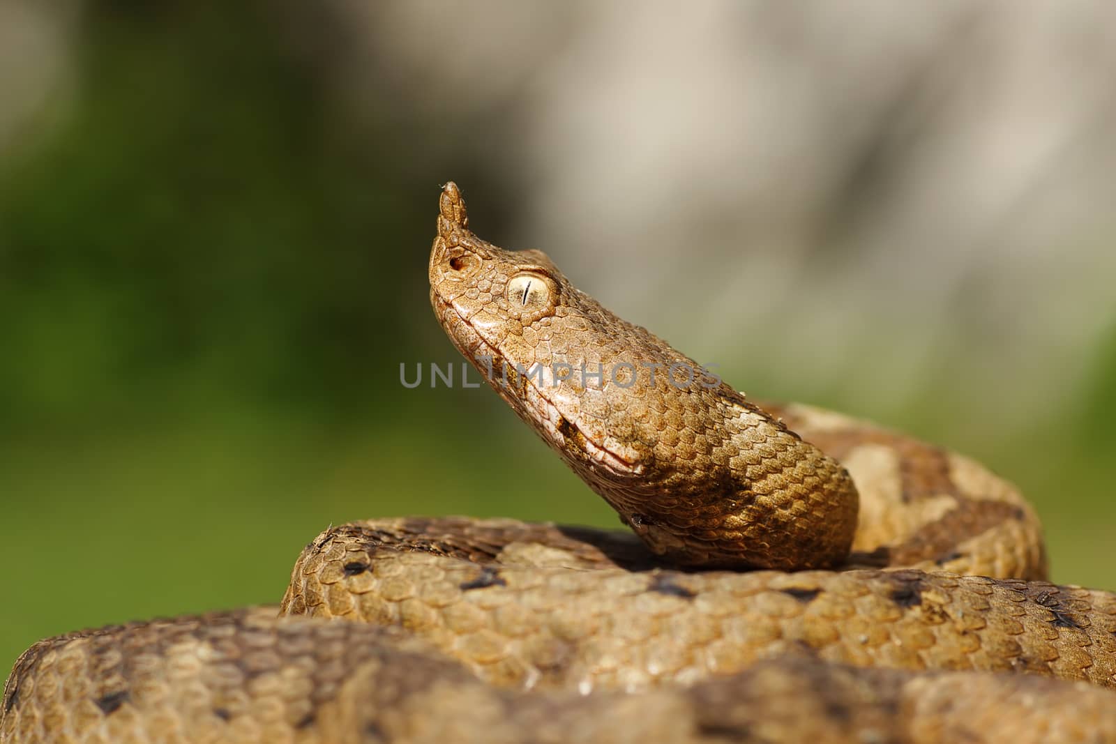 portrait of aggressive venomous snake, the nose horned viper ( Vipera ammodytes, female )