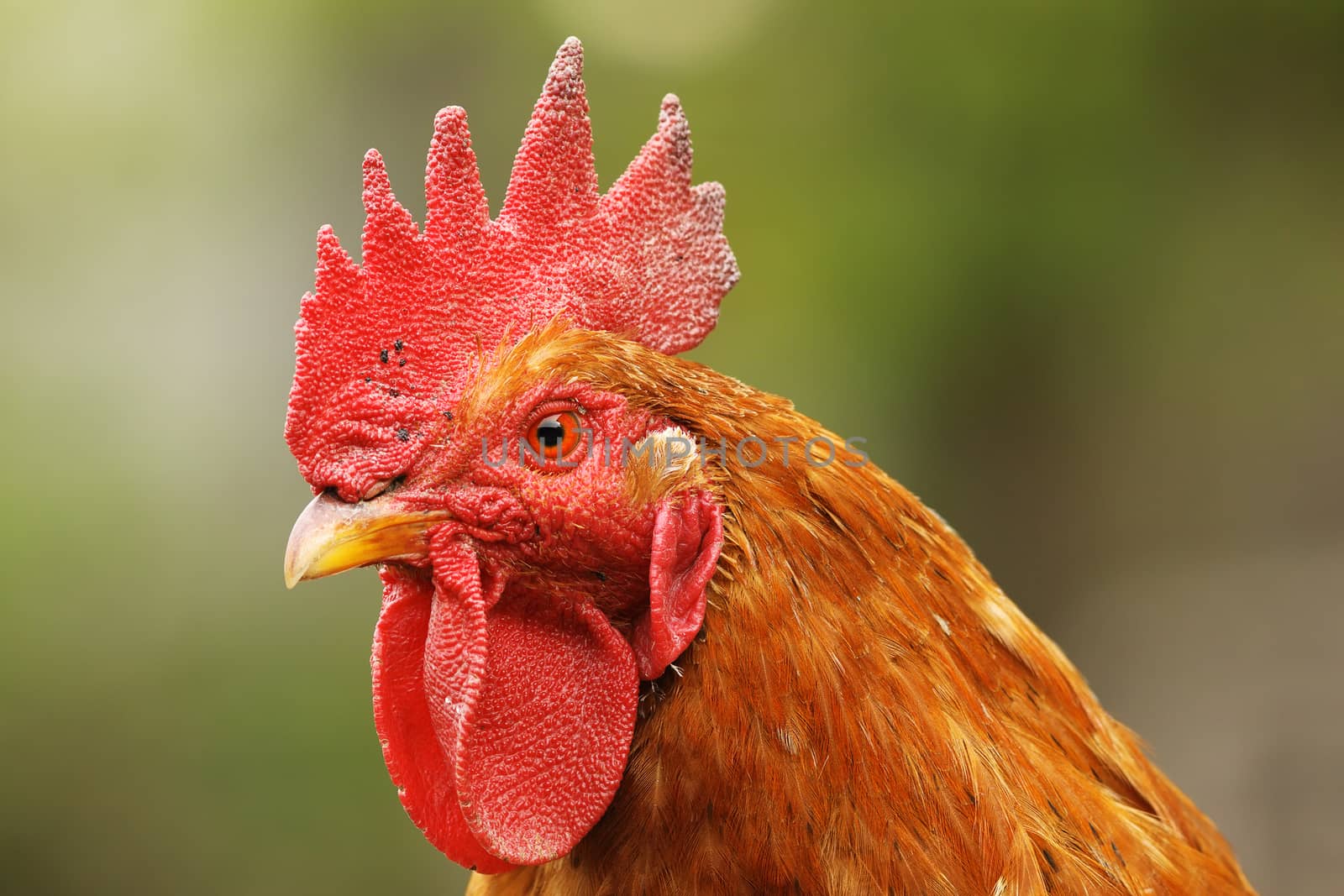 portrait of beautiful proud rooster by taviphoto