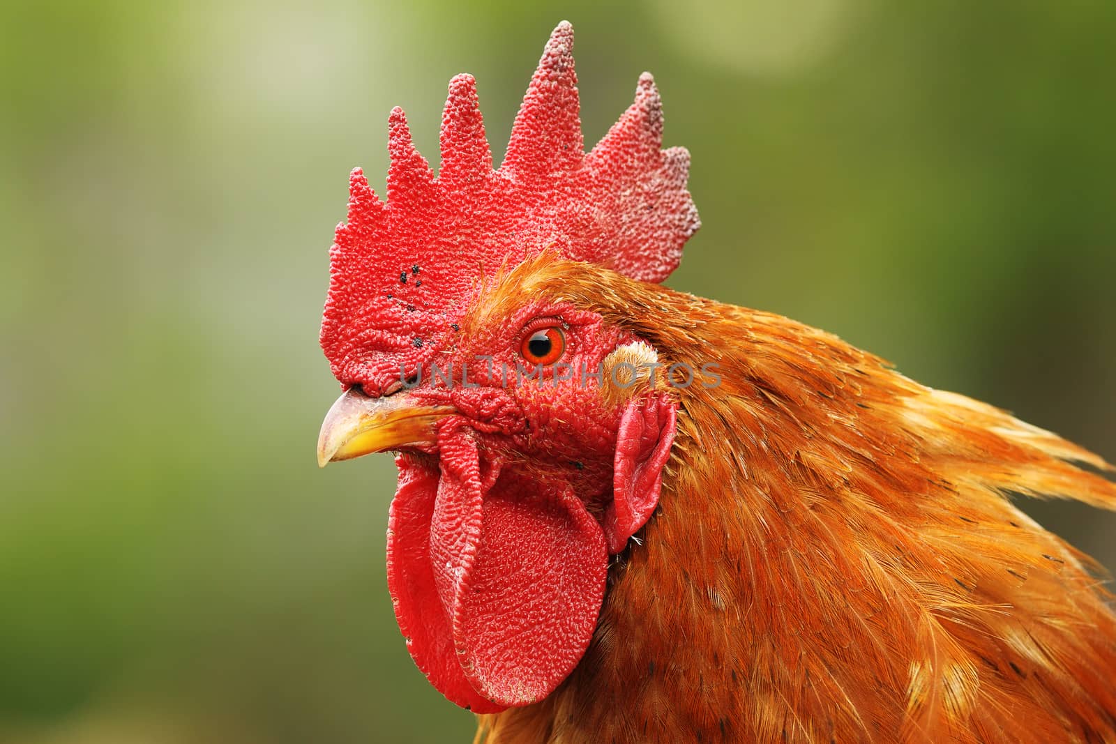 portrait of colorful rooster at the farm, out of focus green background