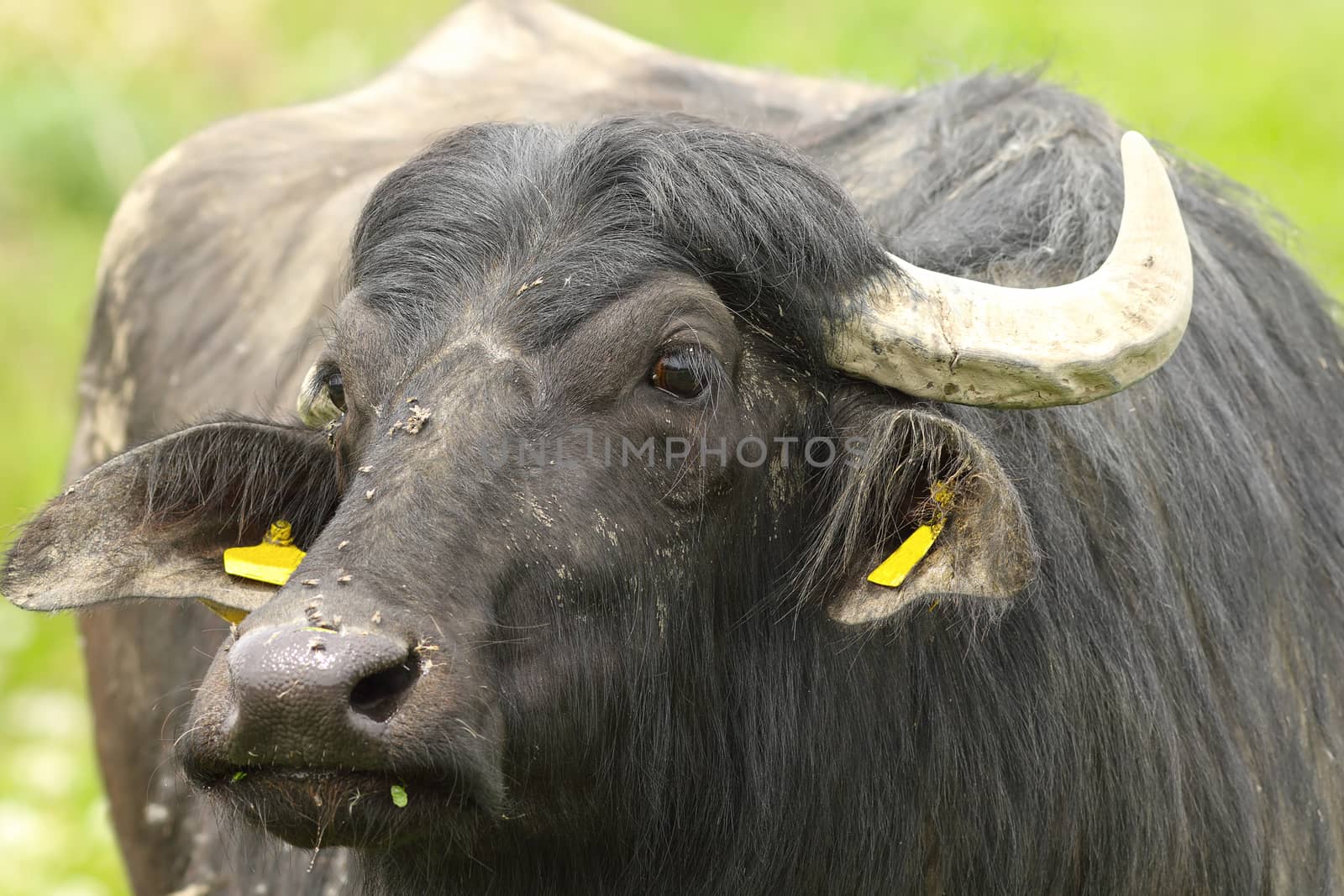 portrait of domestic water buffalo by taviphoto