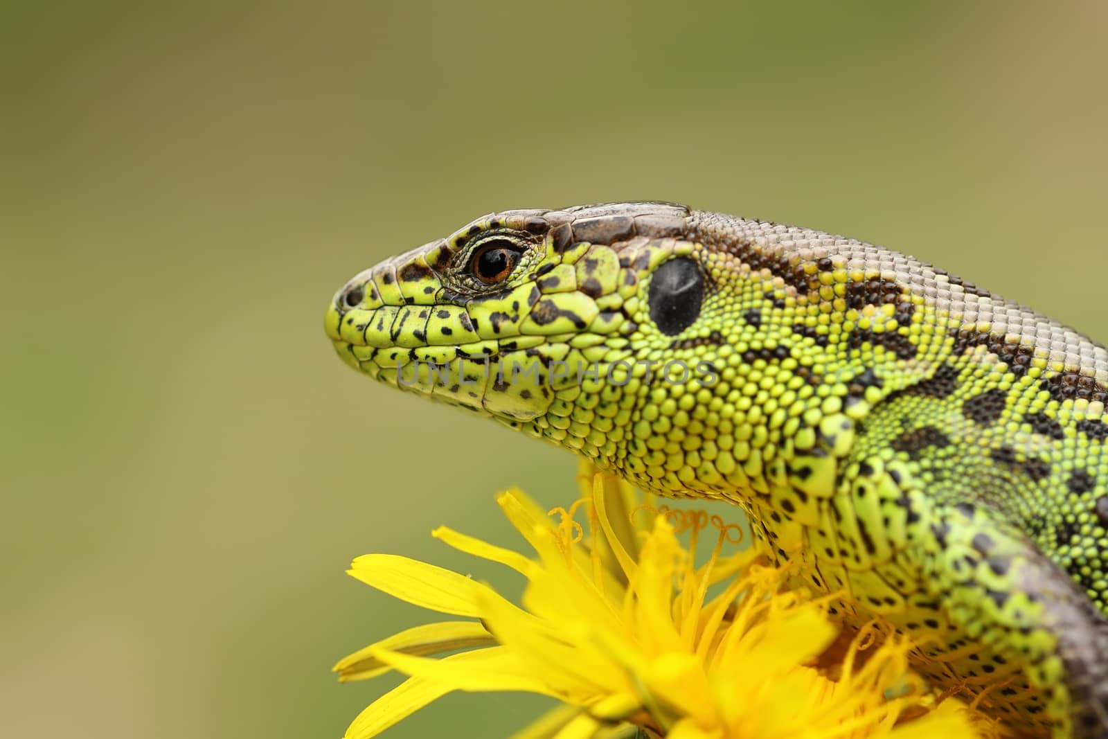 portrait of sand lizard standing on yellow dandelion by taviphoto