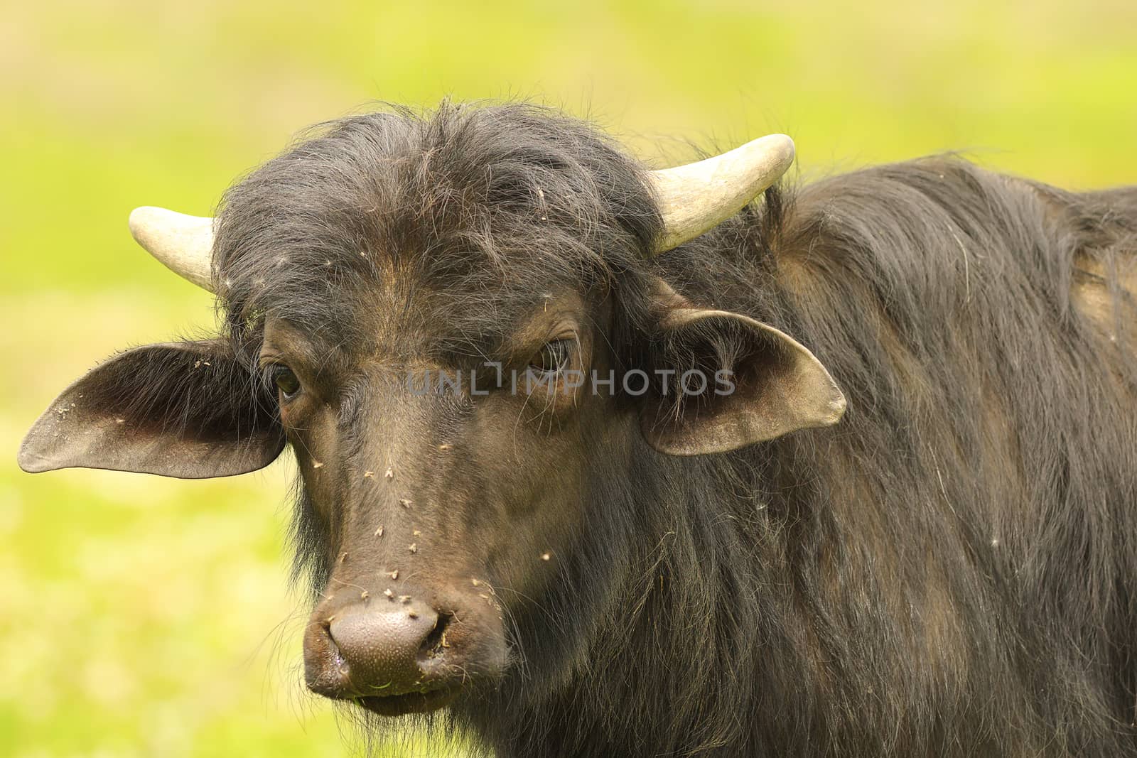 portrait of young black water buffalo ( Bubalus bubalis ) over green out of focus background