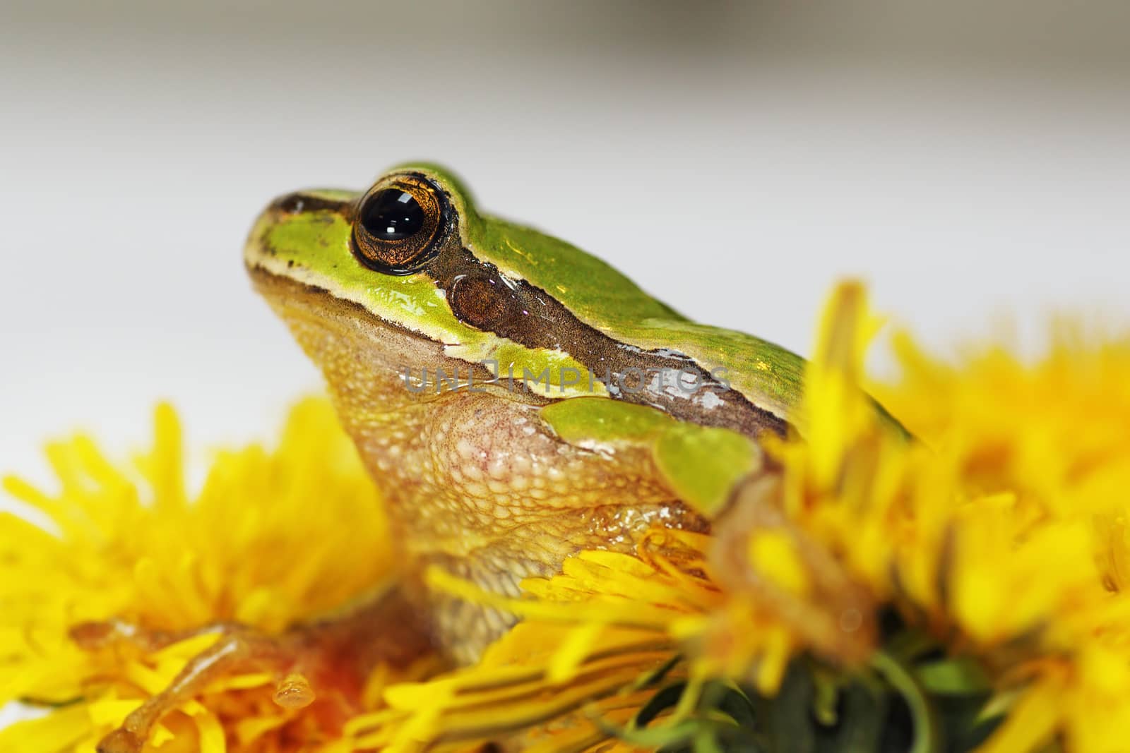 prince frog in dandelion flower ( Hyla arborea, the european tree frog and Taraxacum officinale in bloom )