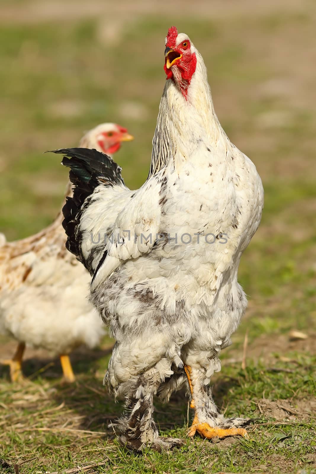 proud rooster singing in the farm yard by taviphoto