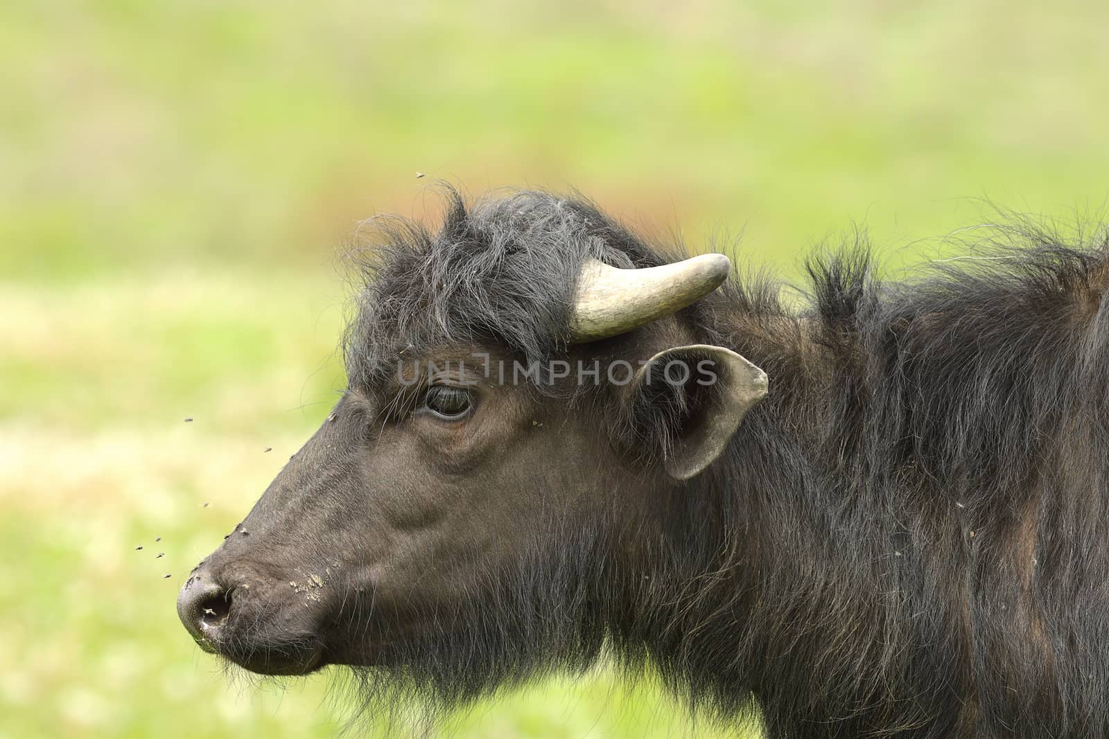 profile of juvenile water buffalo by taviphoto