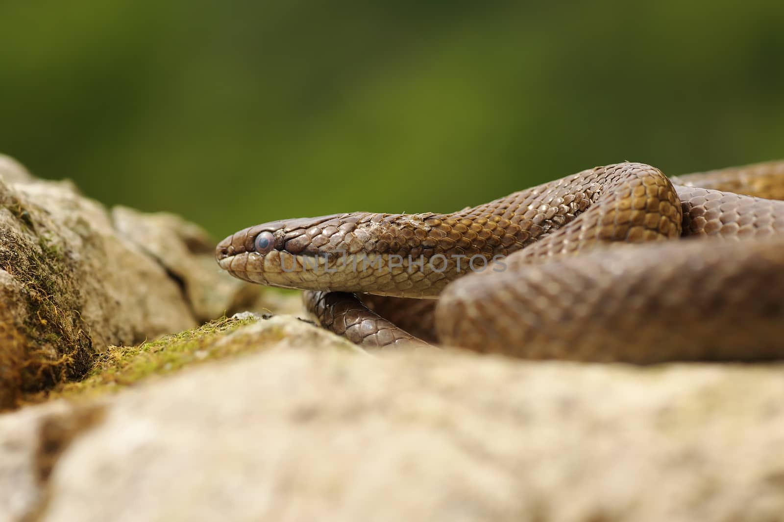 smooth snake basking in natural habitat by taviphoto