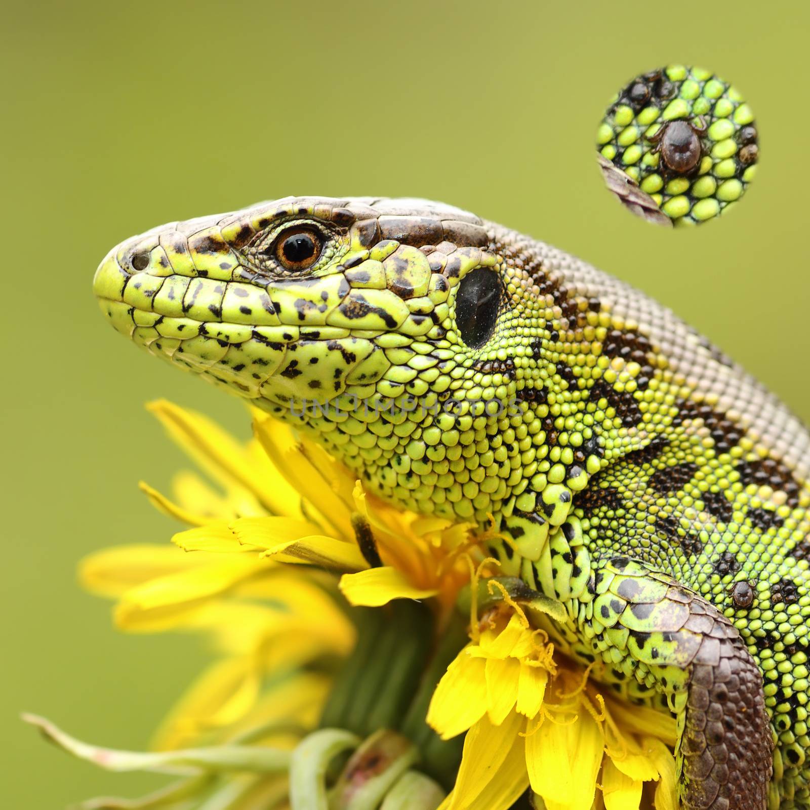 tick on sand lizard skin by taviphoto