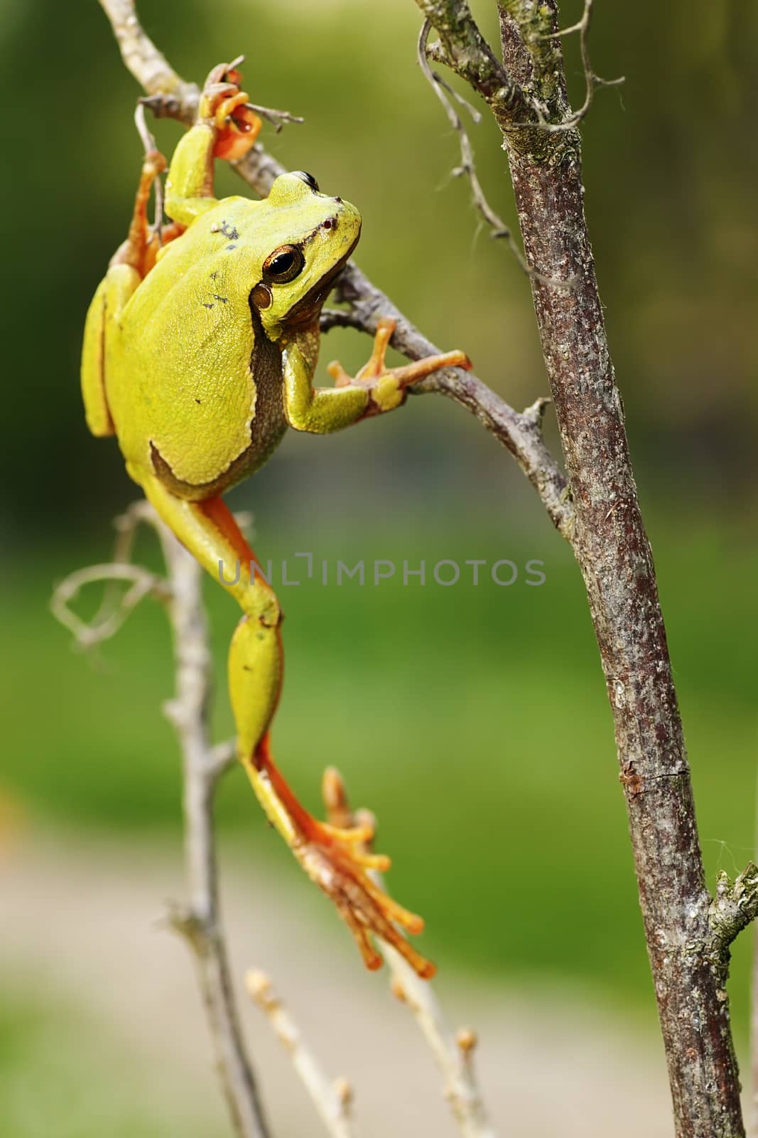 european green tree frog climbing on twigs ( Hyla arborea )