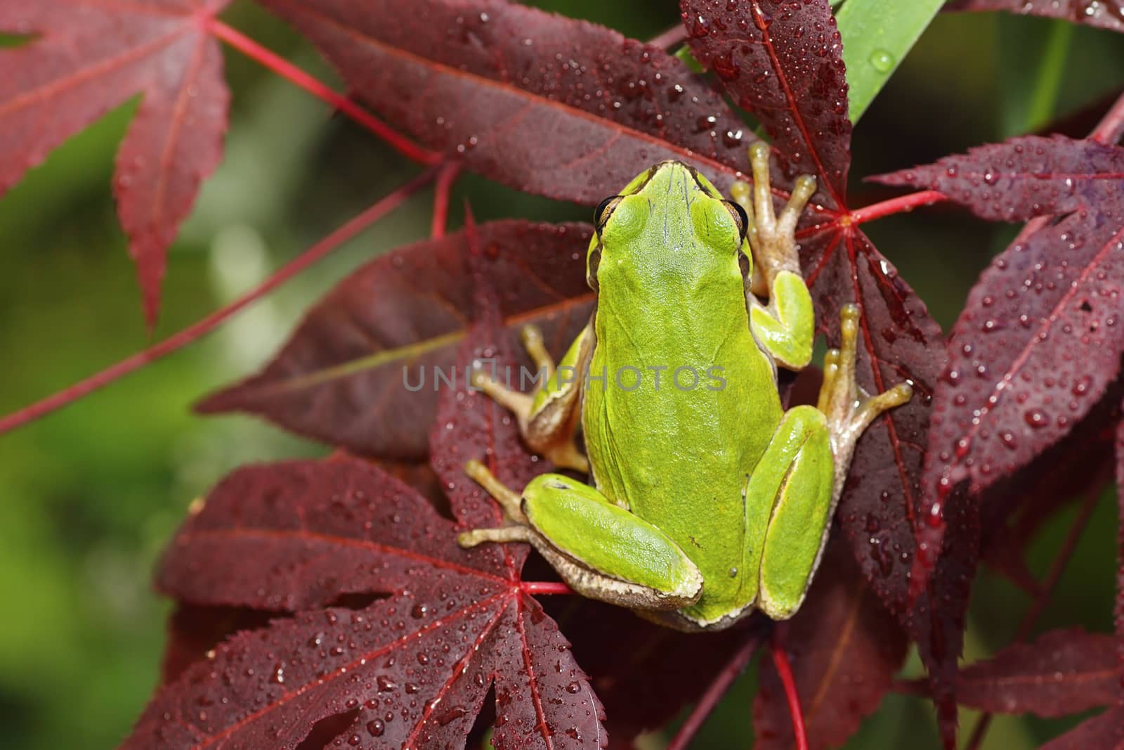 tree frog on japanese maple leaf by taviphoto