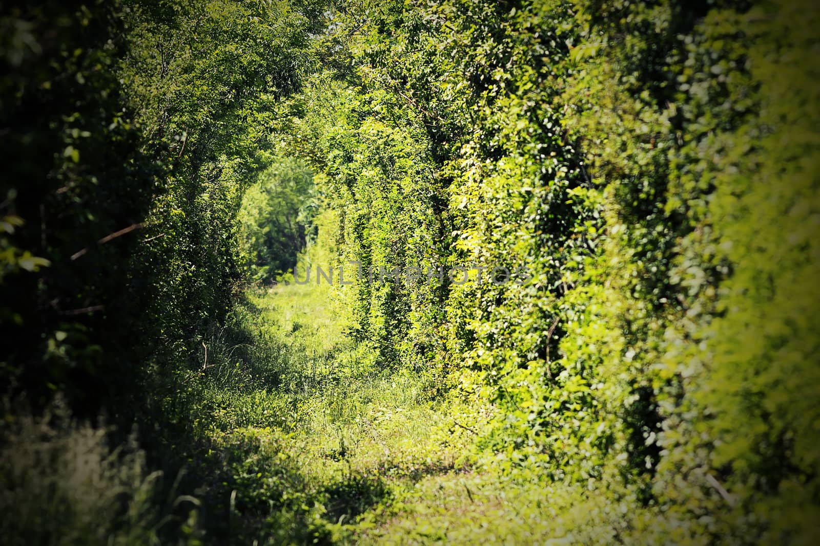 tunnel of love near caransebes, a place where the railroad enters a forest