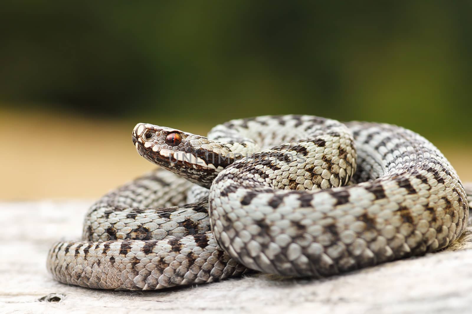 beautiful common crossed viper basking on wood stump by taviphoto