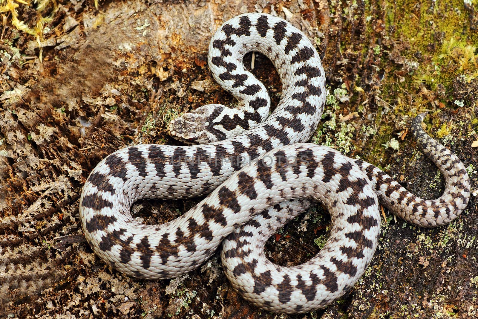 beautiful common adder male by taviphoto