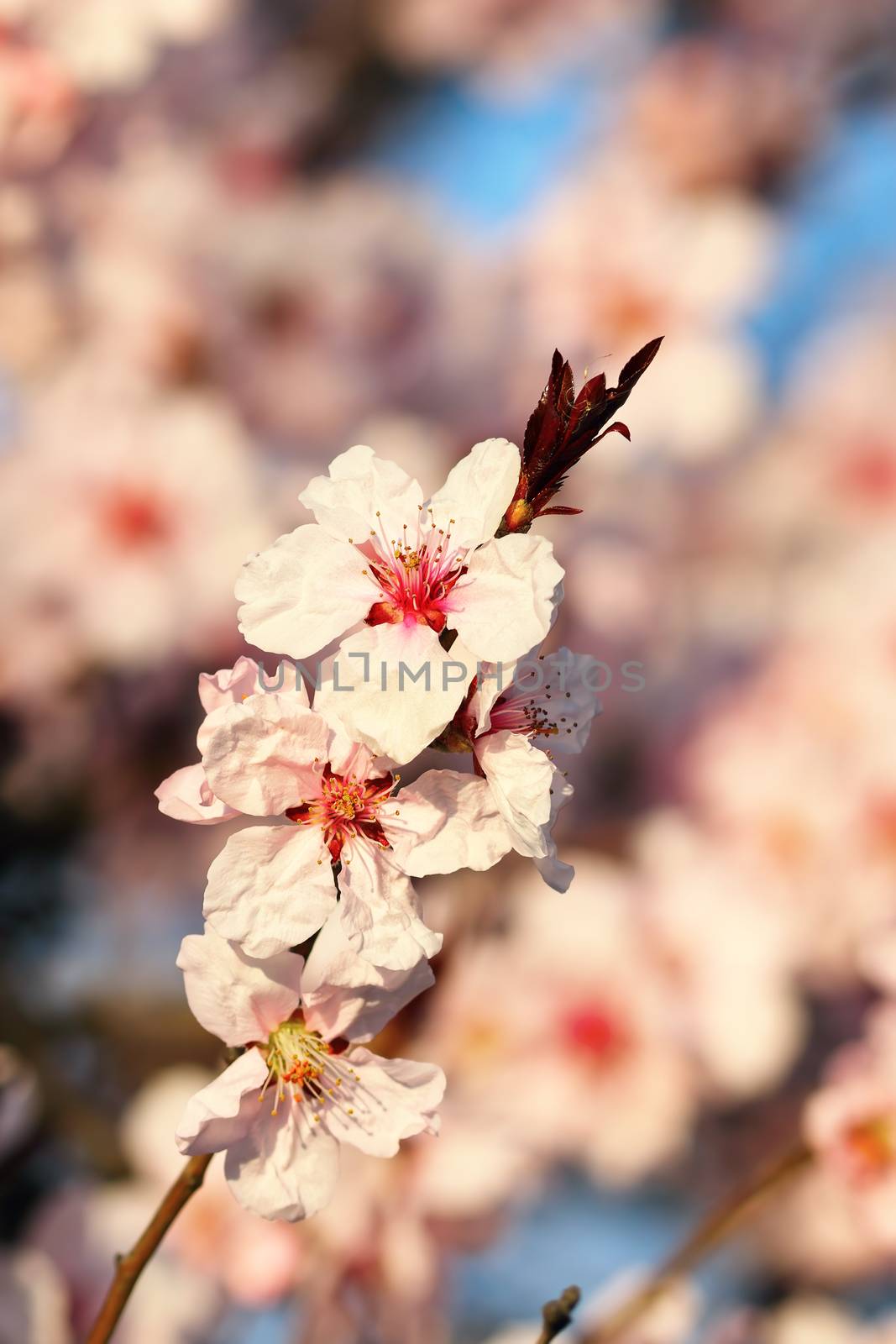 beautiful japanese cherry tree flowers over colorful violet out of focus background