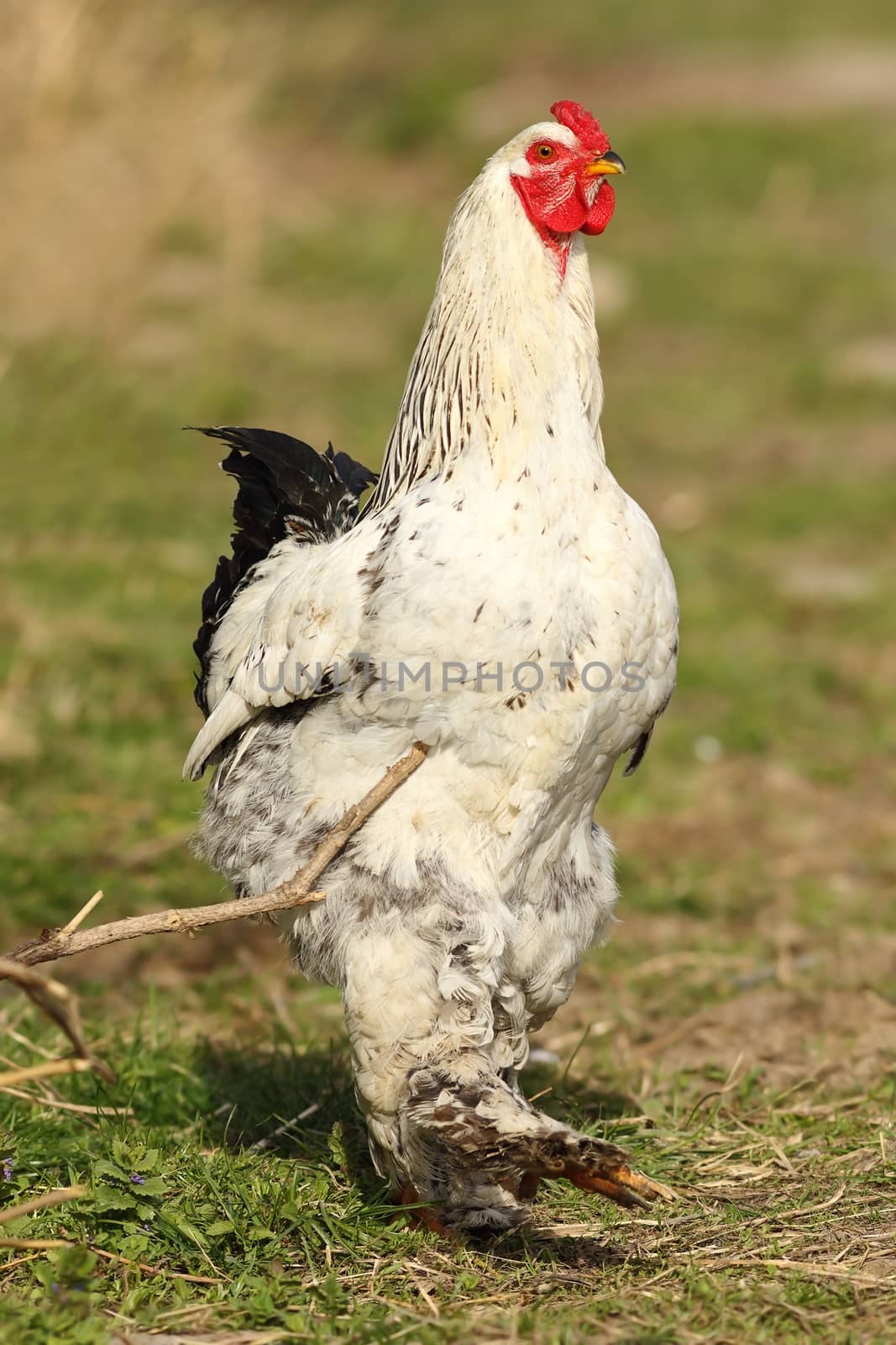 big proud rooster standing on green lawn near the farm