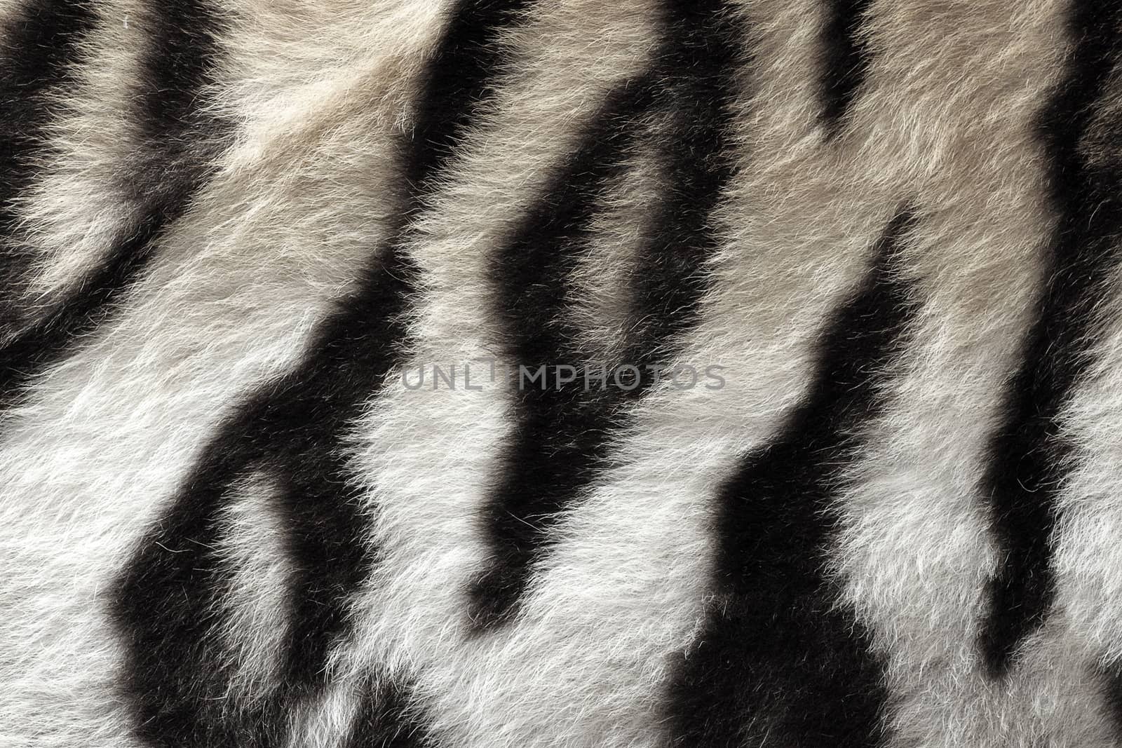 black and white real pattern of tiger pelt ready for your design